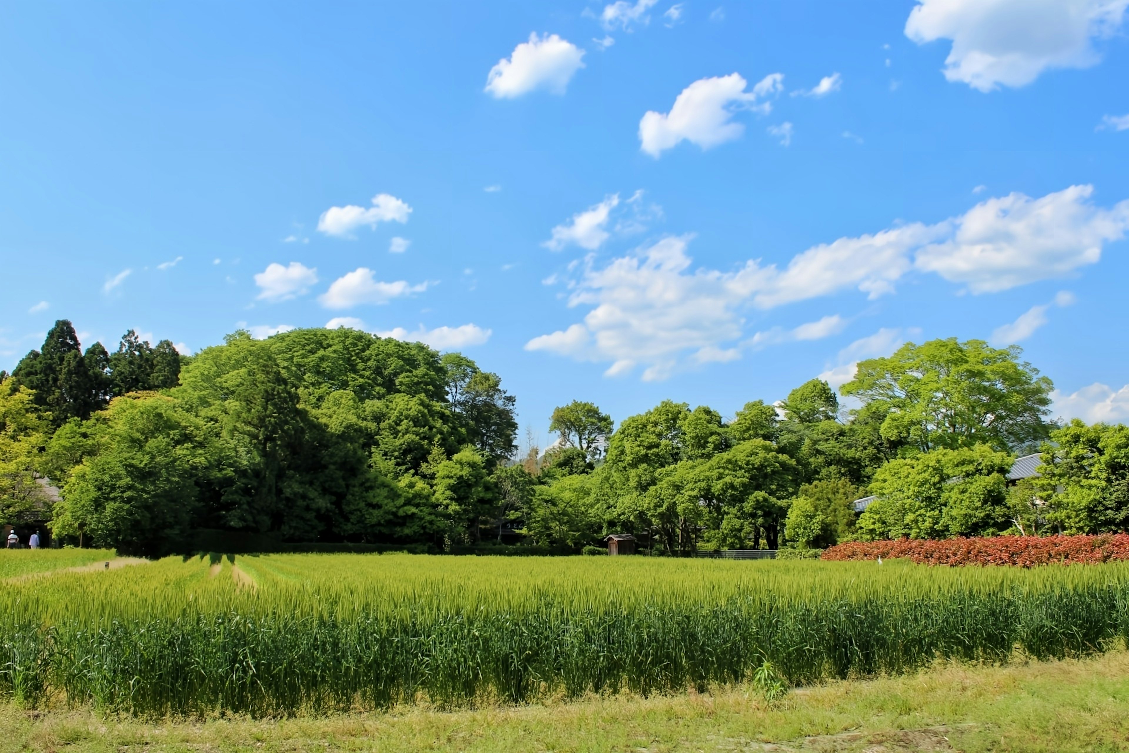 Paesaggio panoramico con cielo blu e alberi verdi lussureggianti