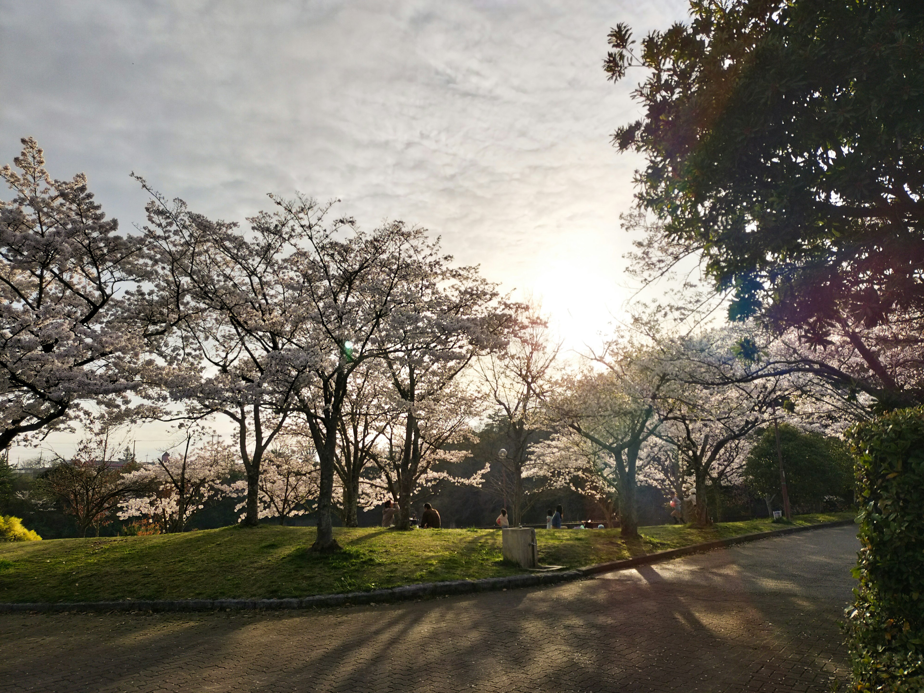 Scena di parco con alberi di ciliegio in fiore e tramonto splendente