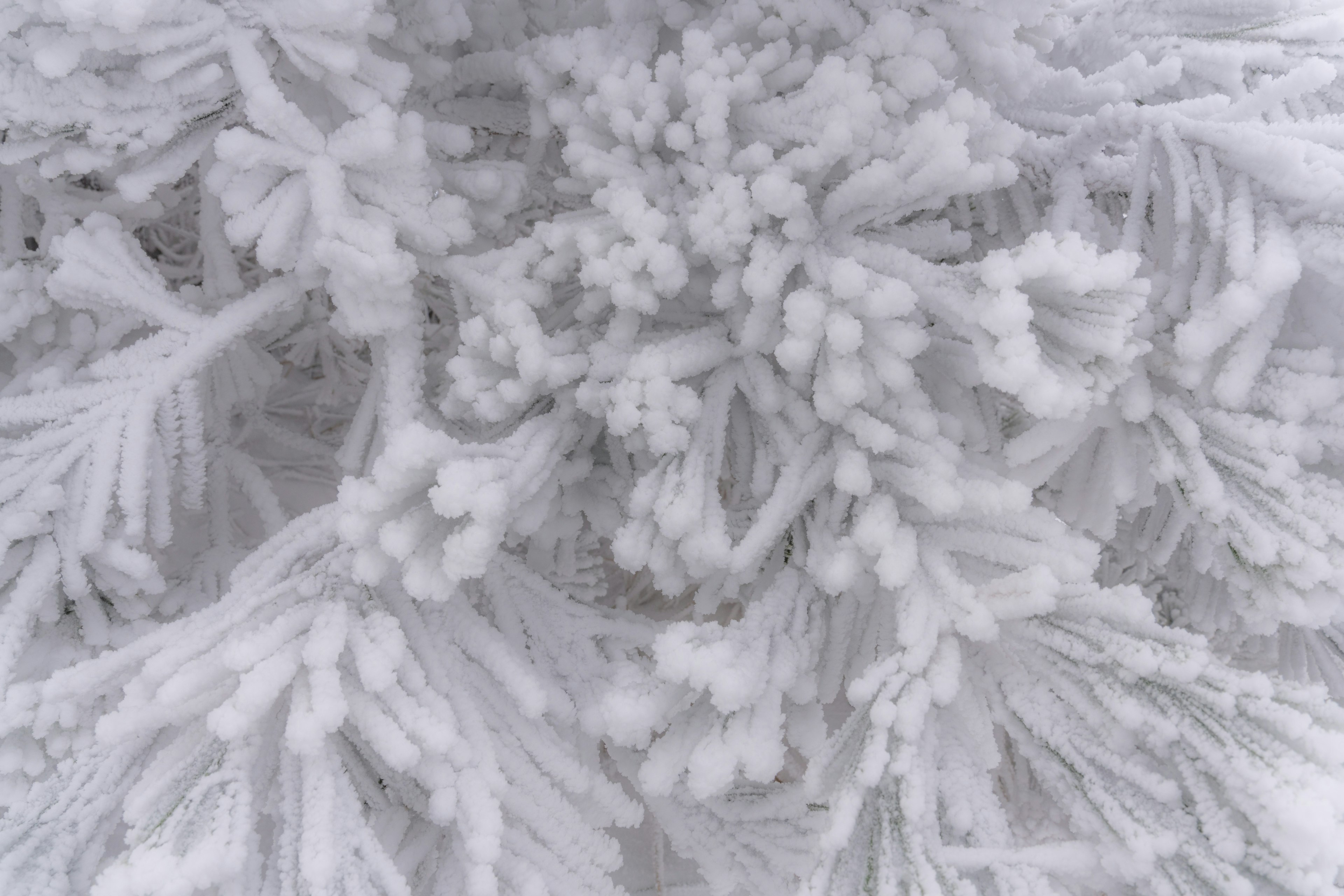 Detailed white frost with intertwined snow crystals