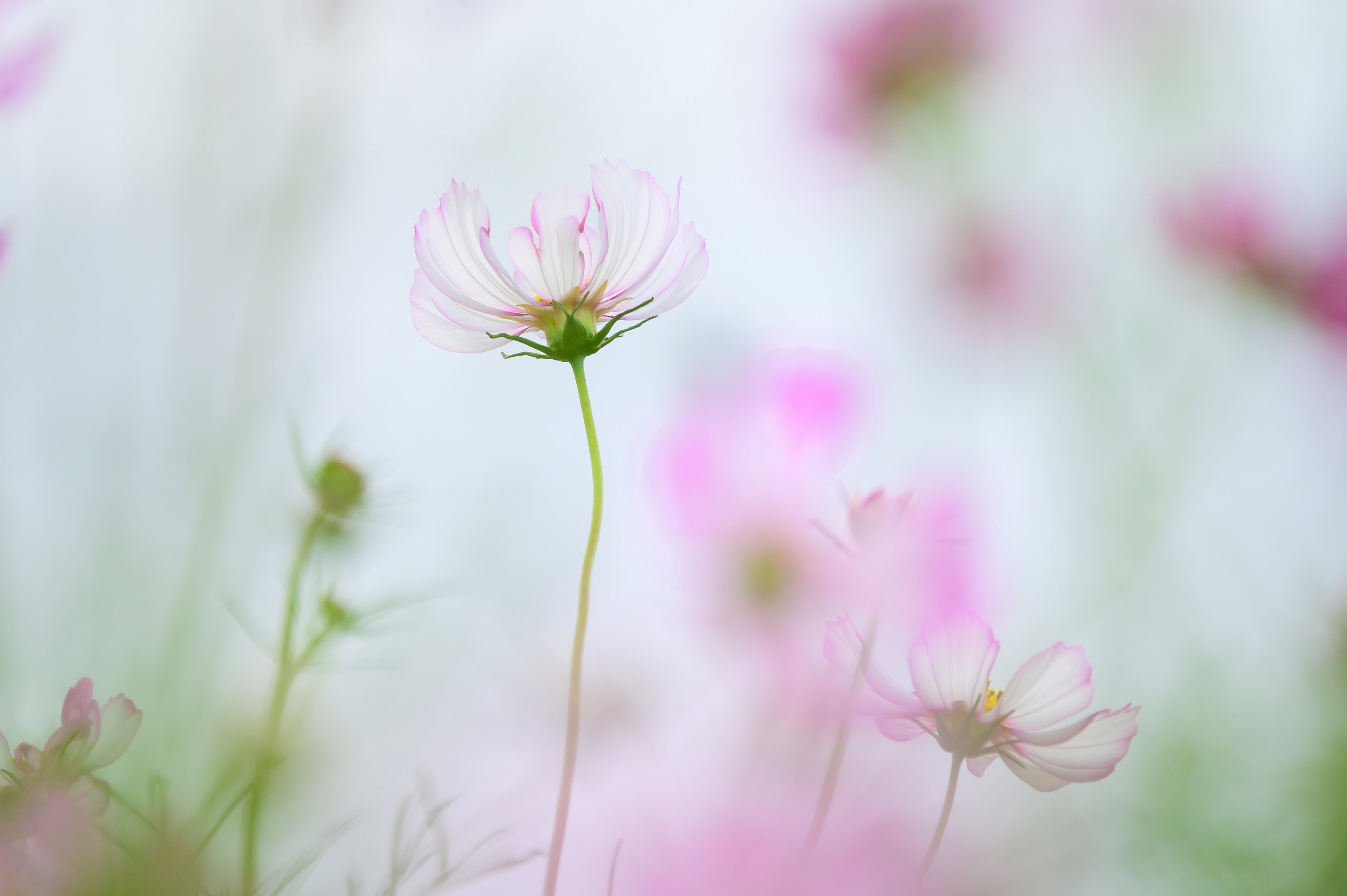 一朵突出的花在柔和色彩的花田中背景夢幻