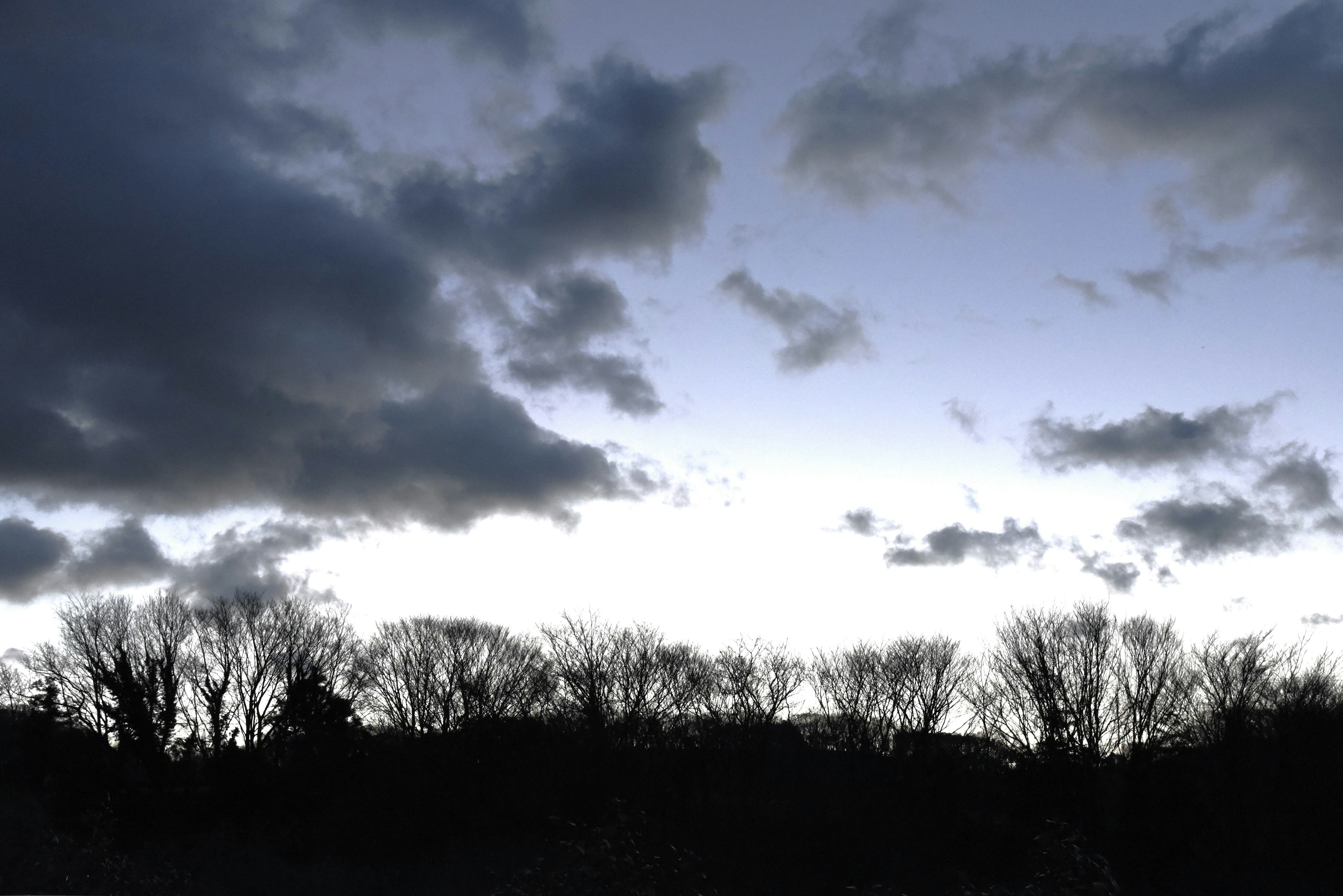 Silhouette von Bäumen vor einem bewölkten Dämmerungshimmel