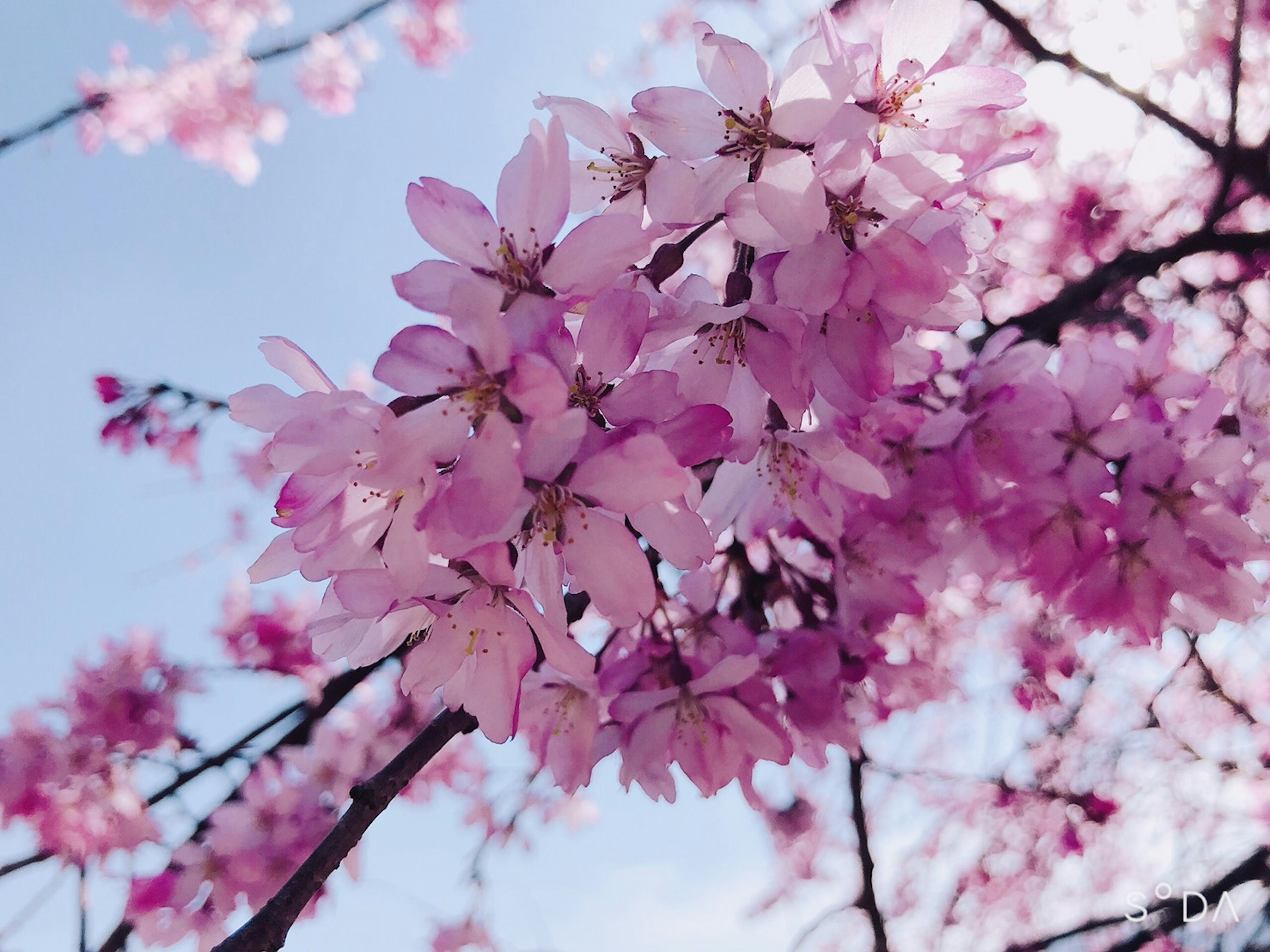 Nahaufnahme von Kirschblütenzweigen mit rosa Blüten vor blauem Himmel