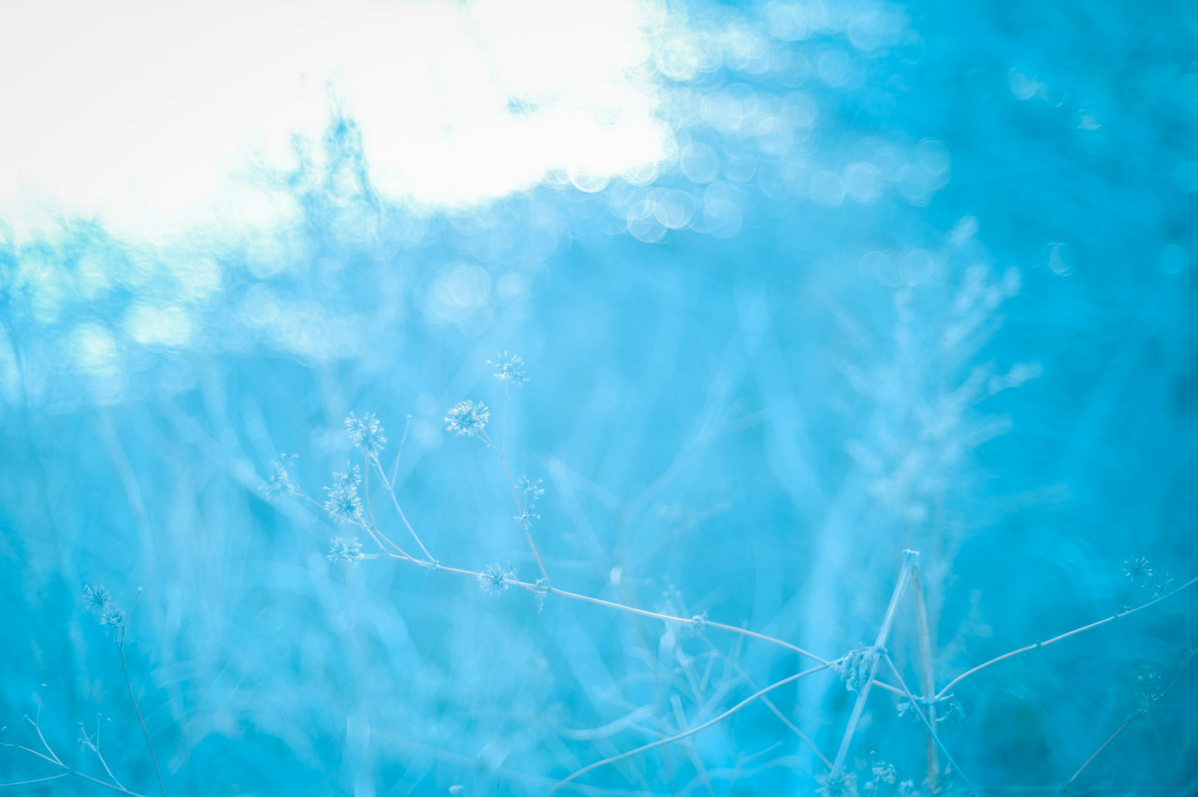 Verschwommene Silhouetten von Pflanzen vor blauem Hintergrund