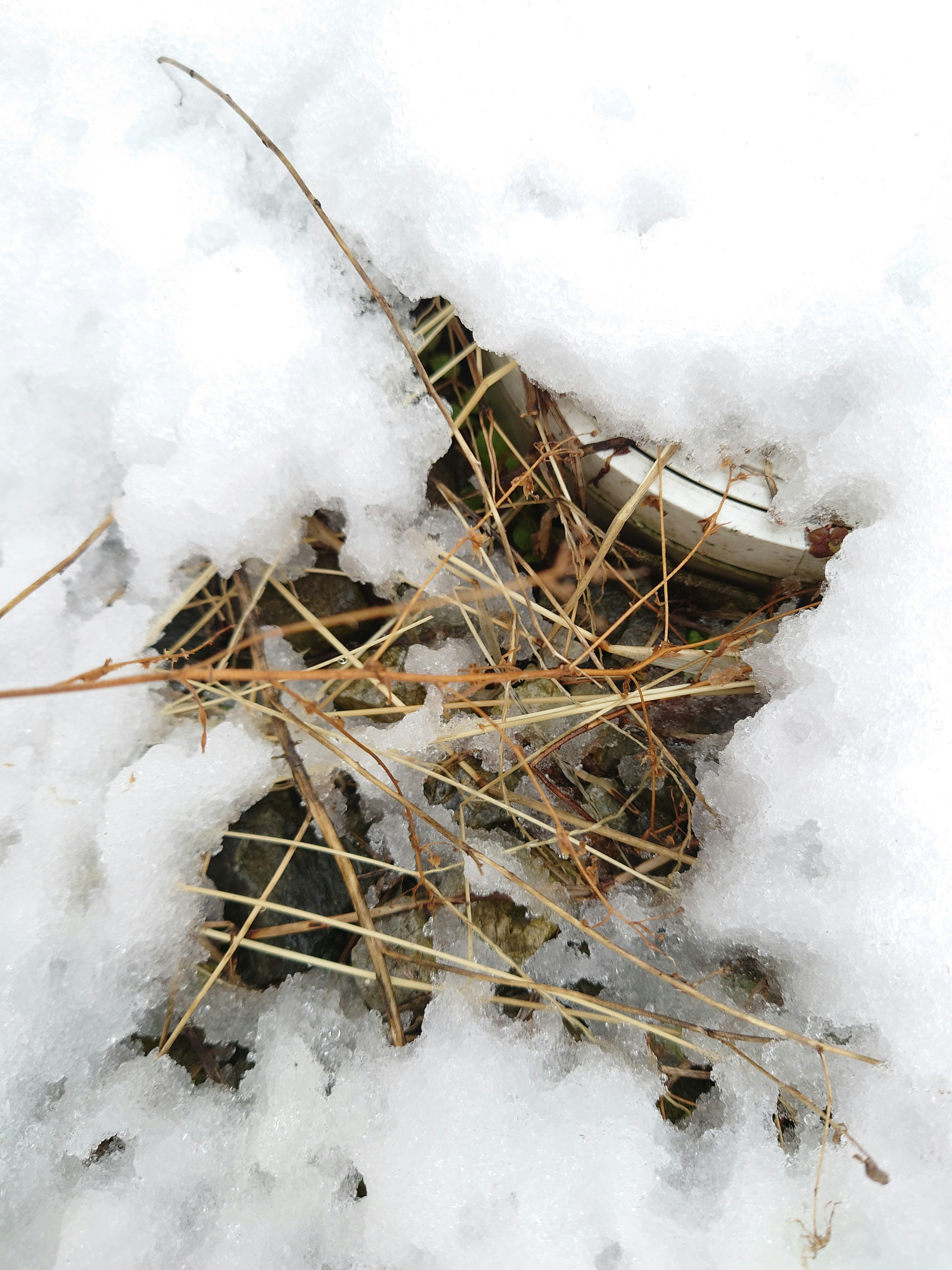 A cluster of grass and stems covered in snow