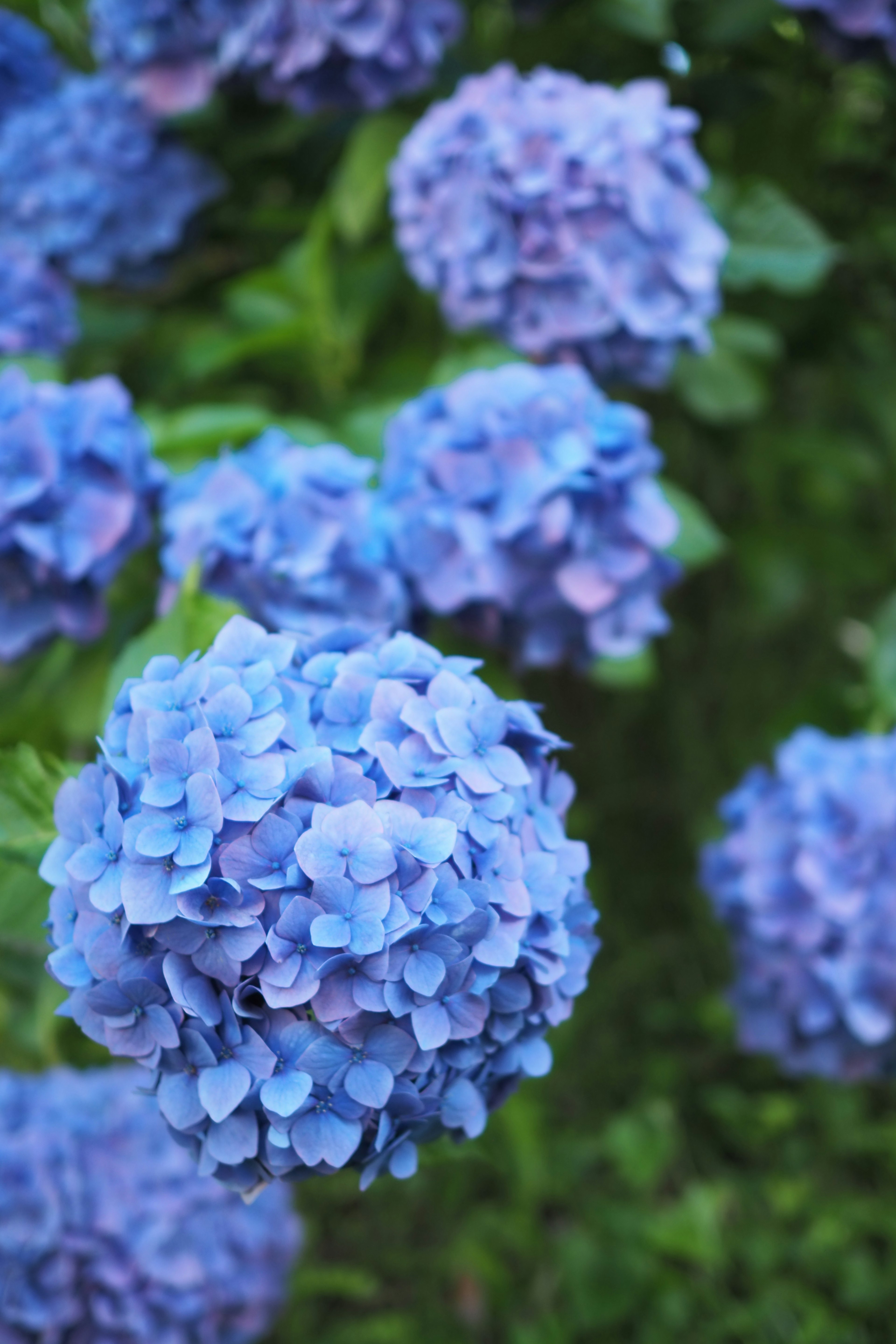 Ortensie blu in fiore con foglie verdi lussureggianti