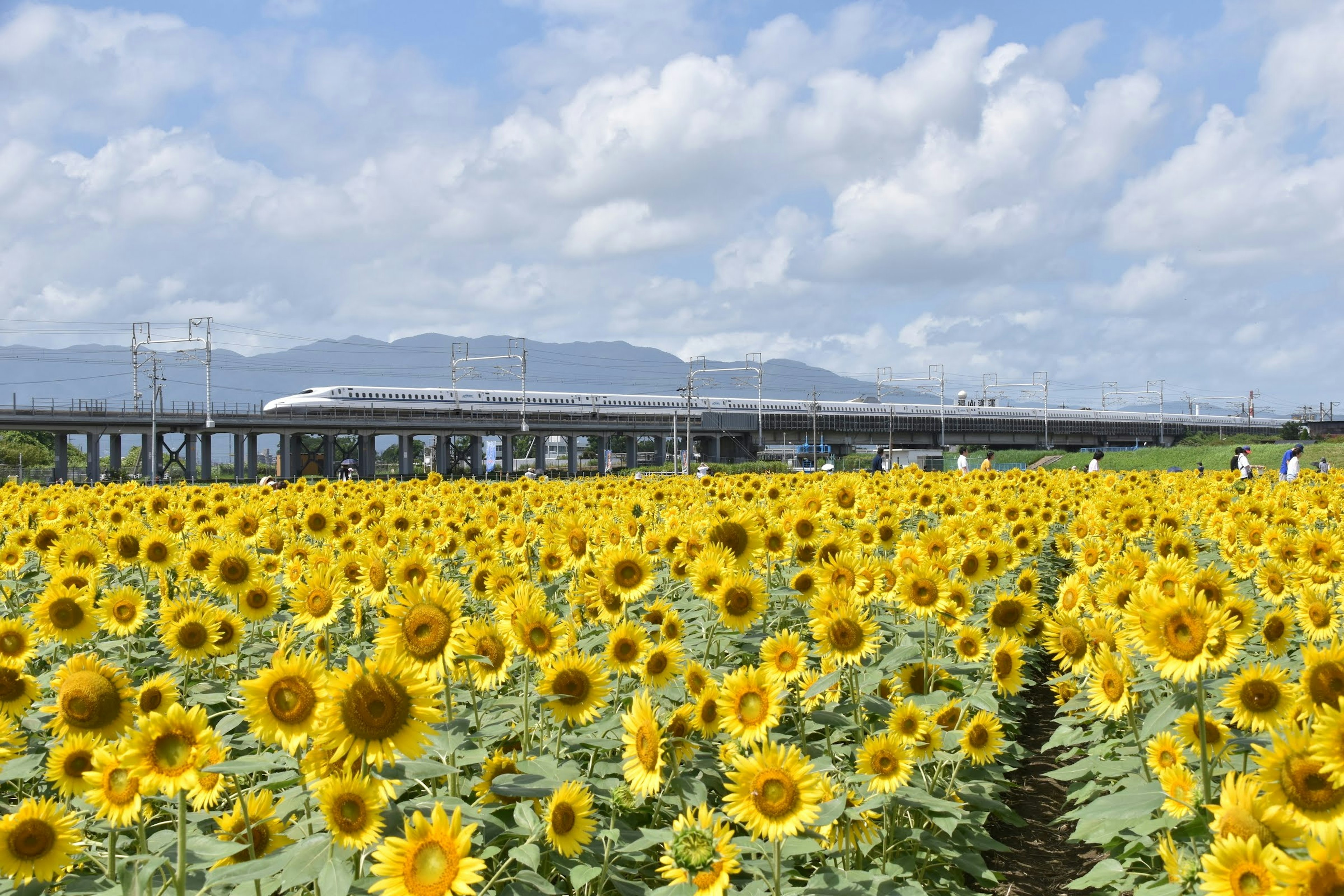 Campo de girasoles con tren elevado al fondo cielo azul y nubes blancas