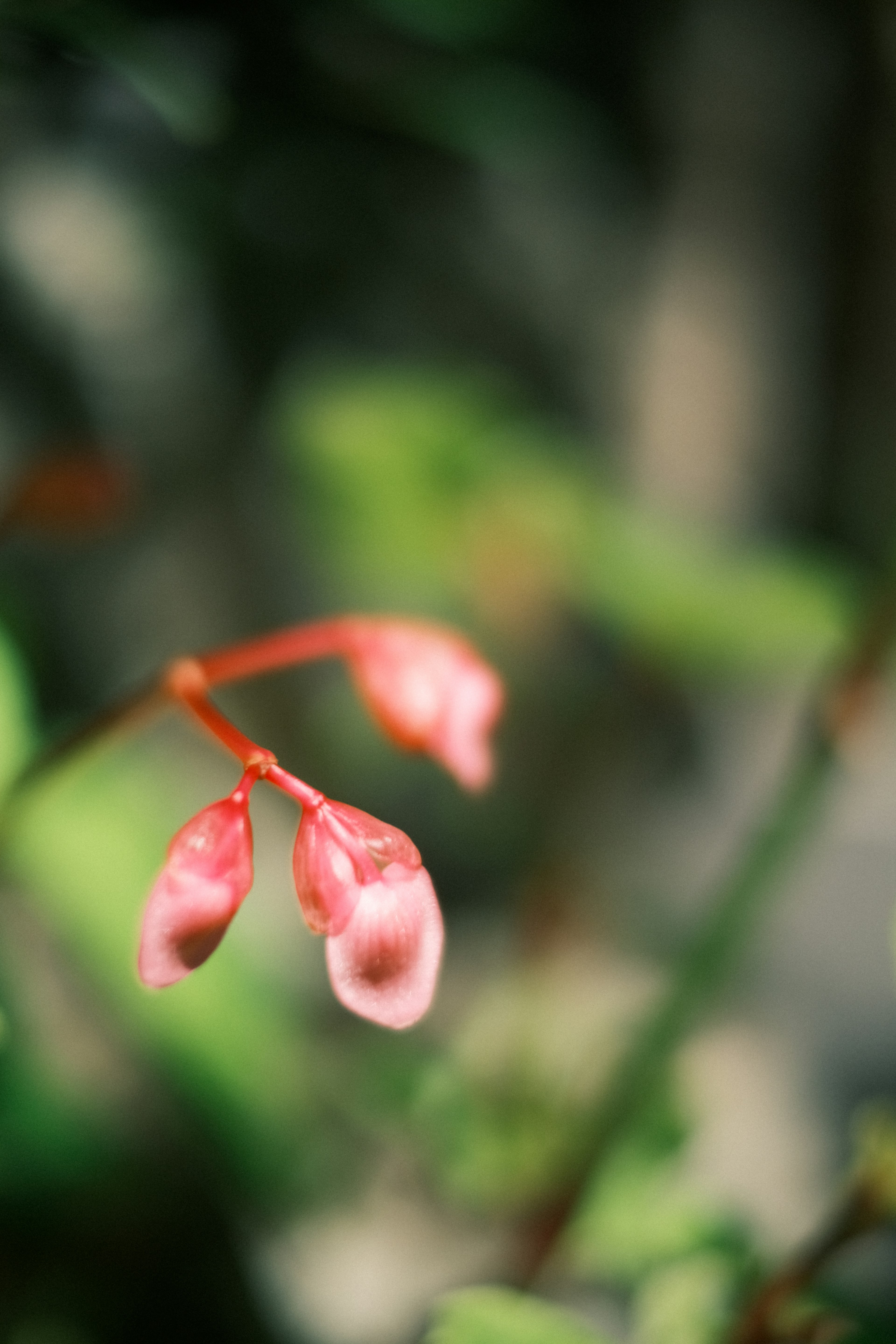 Buds bunga pink lembut yang kontras dengan latar belakang hijau