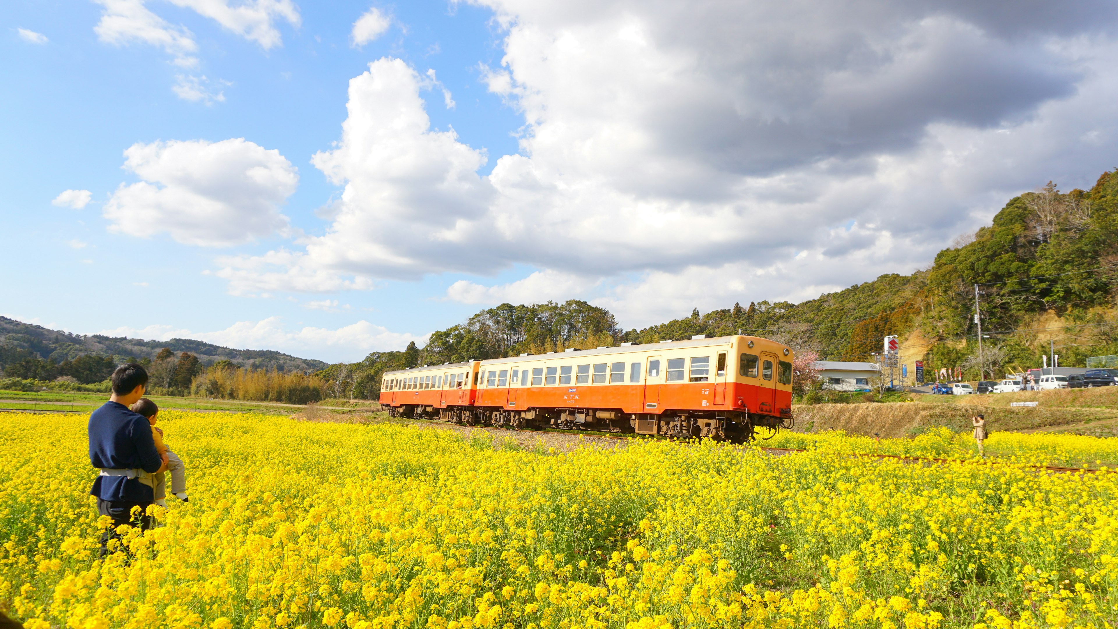 Kereta oranye melintasi ladang mustard kuning dengan seseorang yang mengamati