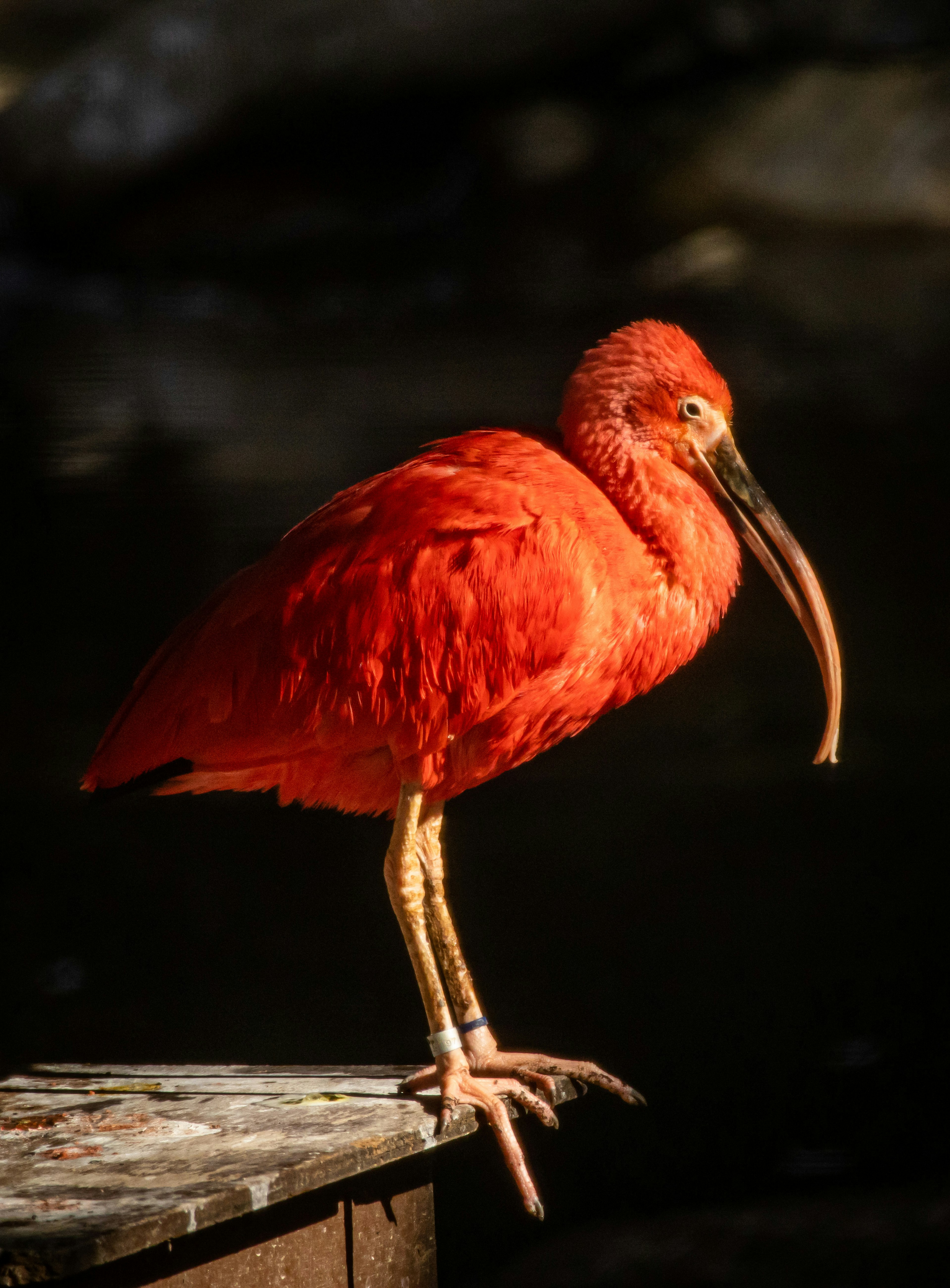 Seekor ibis merah cerah berdiri di atas permukaan kayu