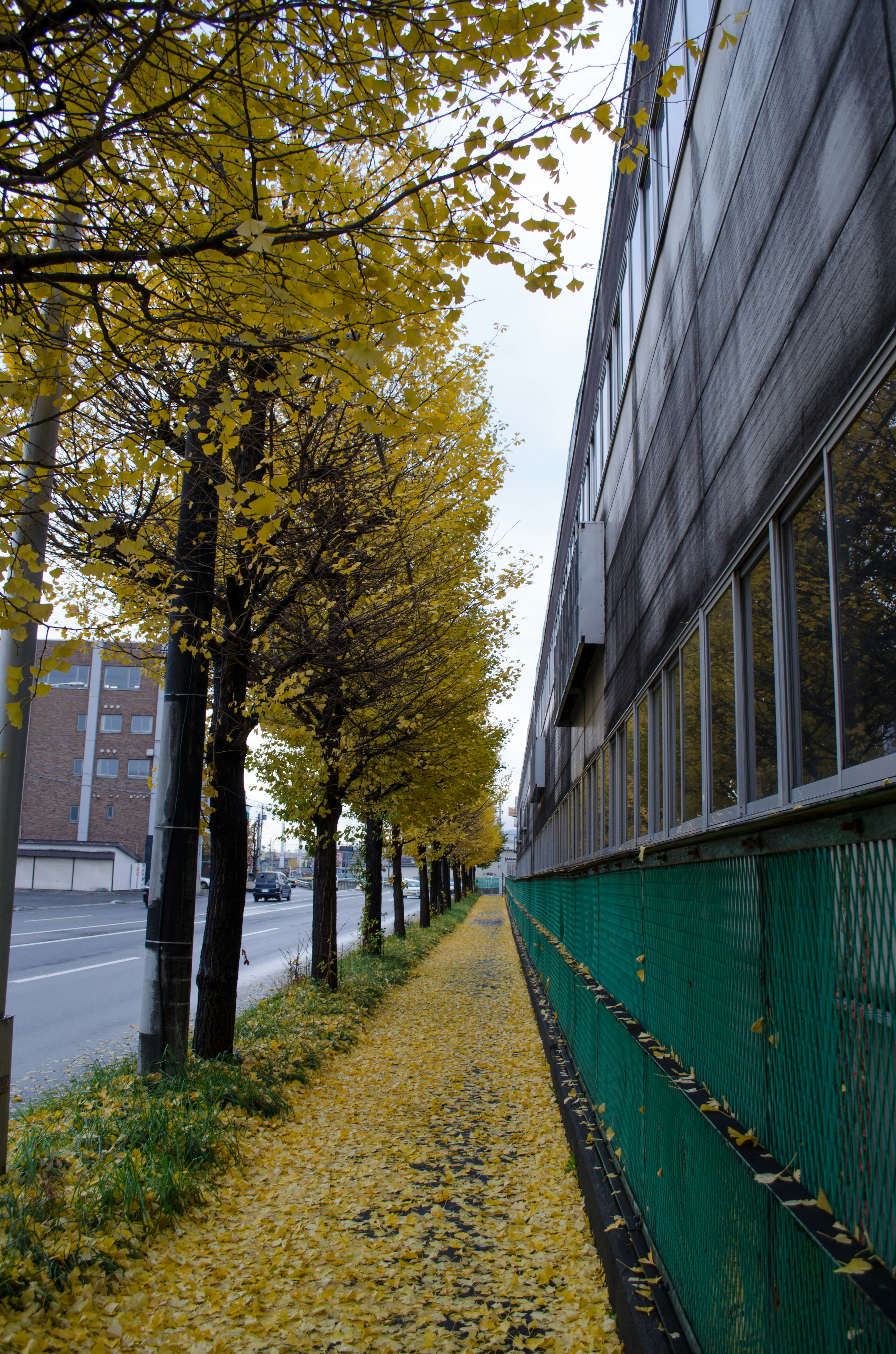 Marciapiede fiancheggiato da alberi con foglie gialle e facciata di un edificio vicino