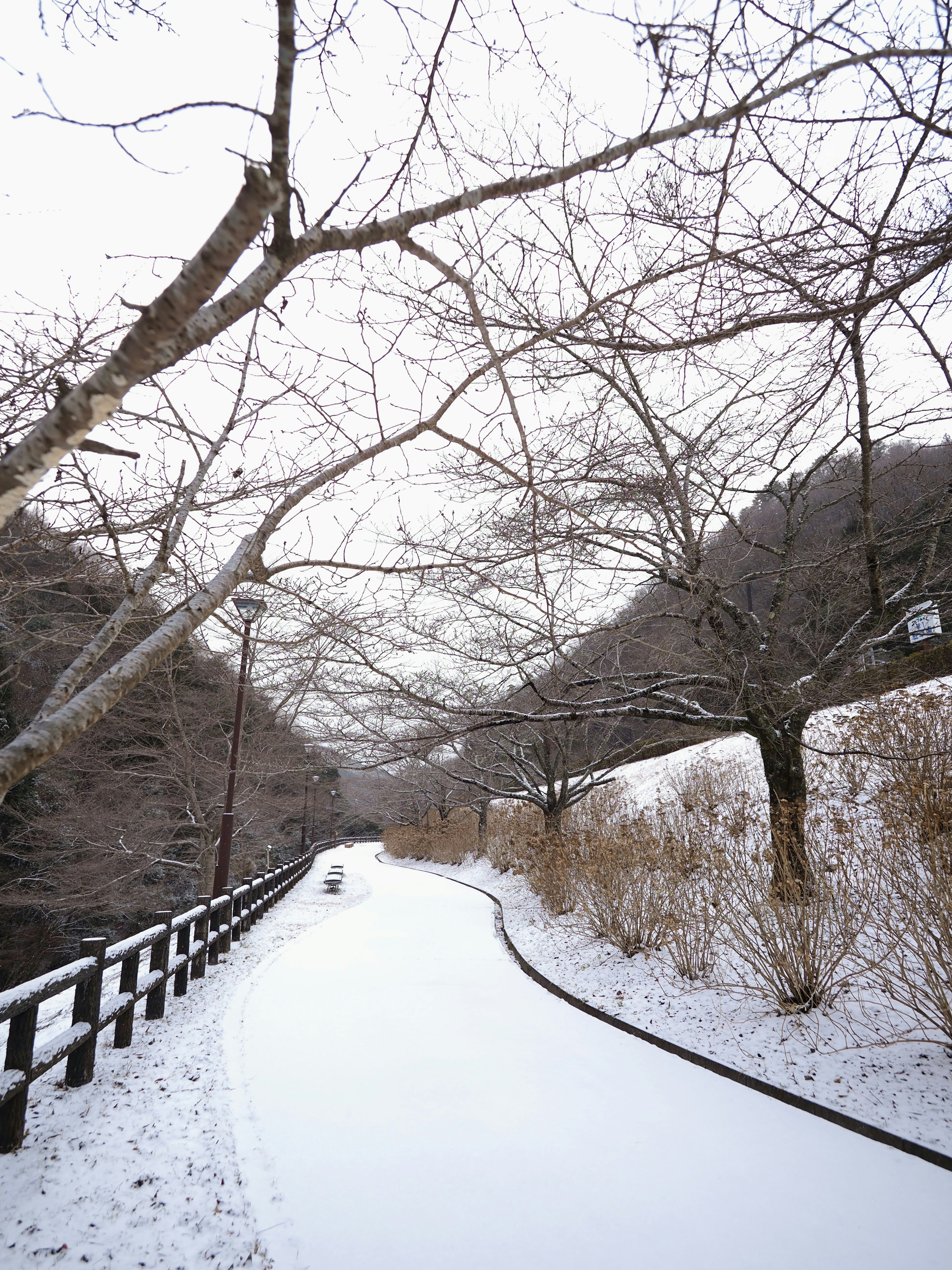 雪に覆われた小道と裸の木々が並ぶ冬の風景