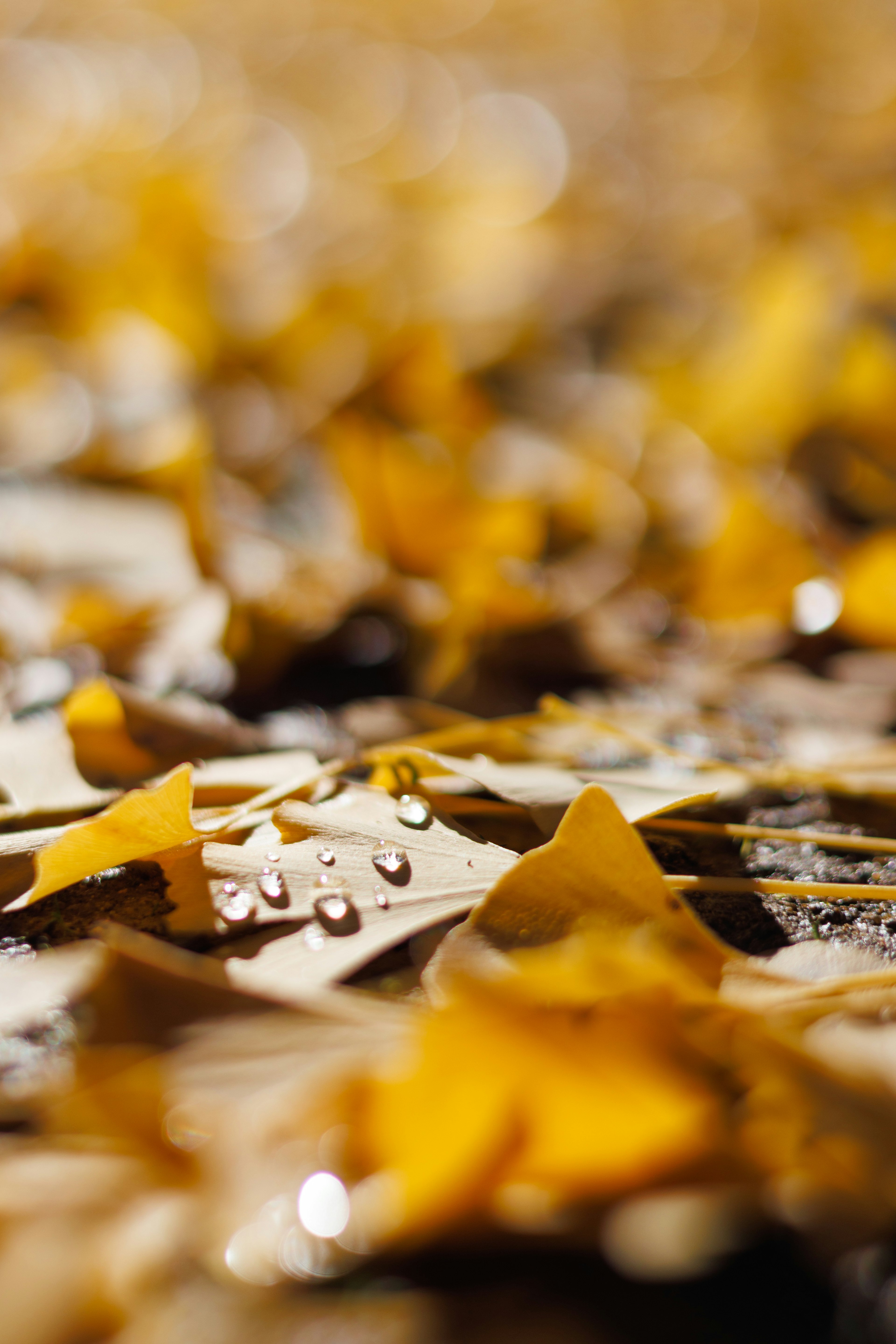 Yellow leaves scattered on the ground with water droplets