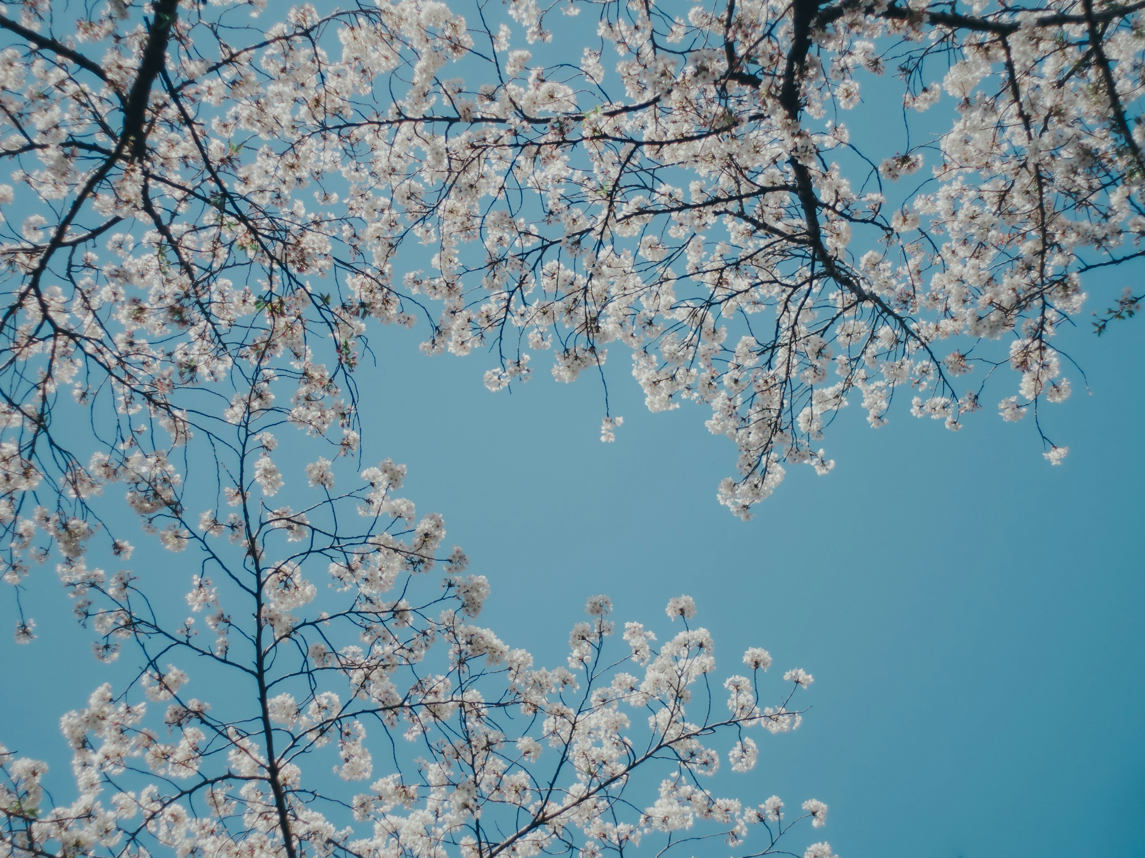 ทิวทัศน์ที่สวยงามของดอกซากุระใต้ท้องฟ้าสีฟ้า