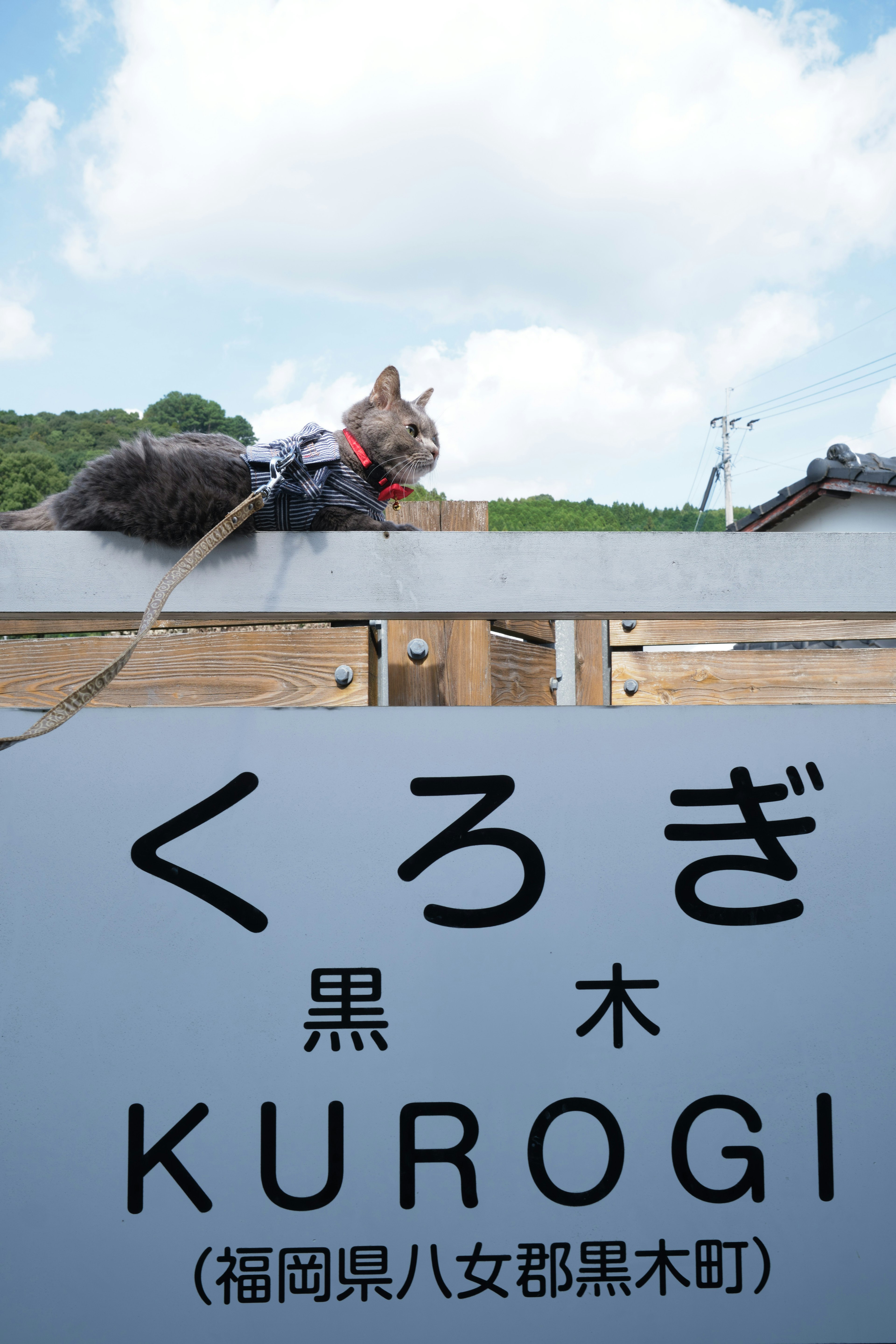 Un gatto seduto su un cartello con il nome Kurogi