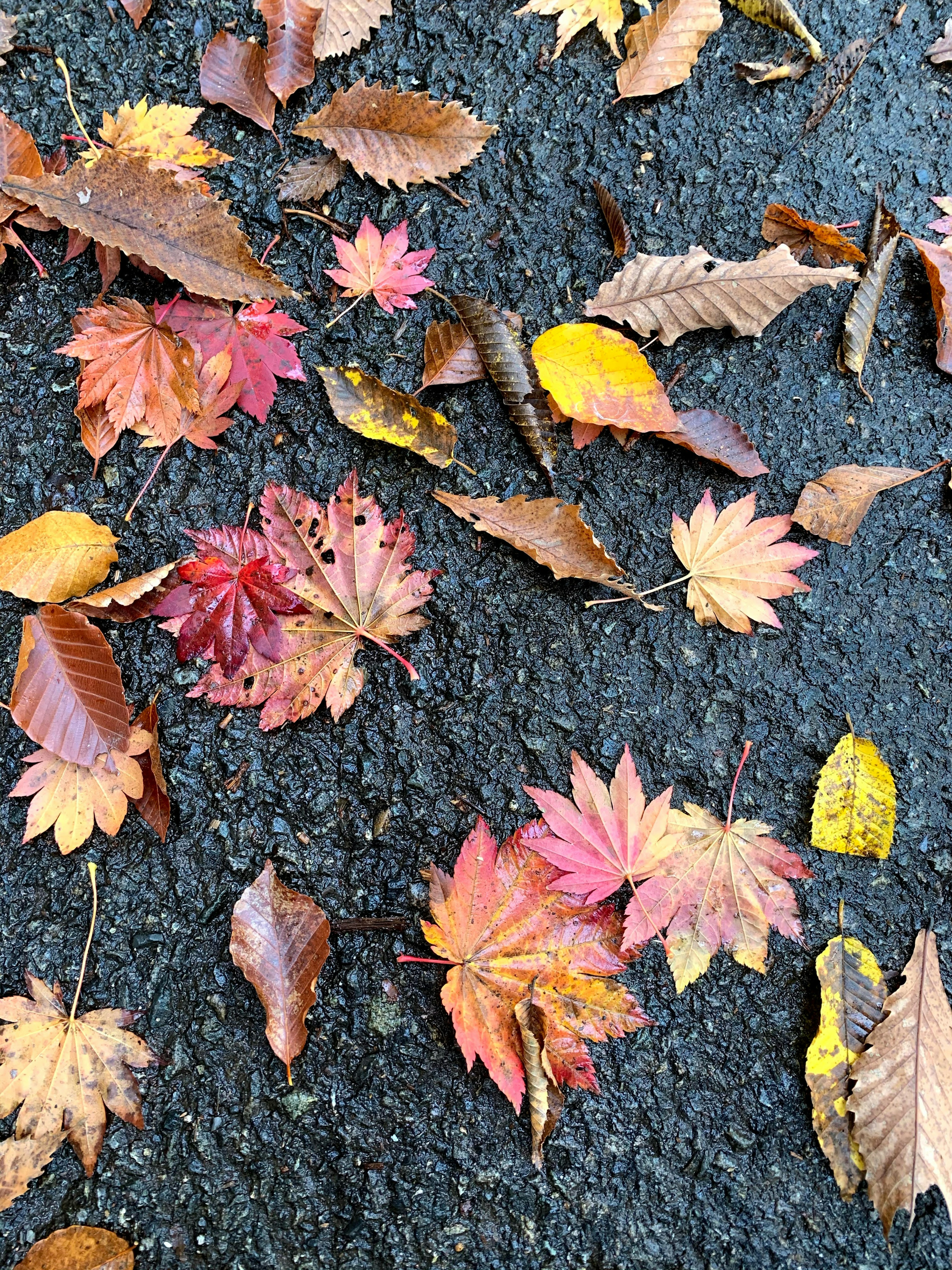 鮮やかな紅葉の葉が地面に散らばっている様子