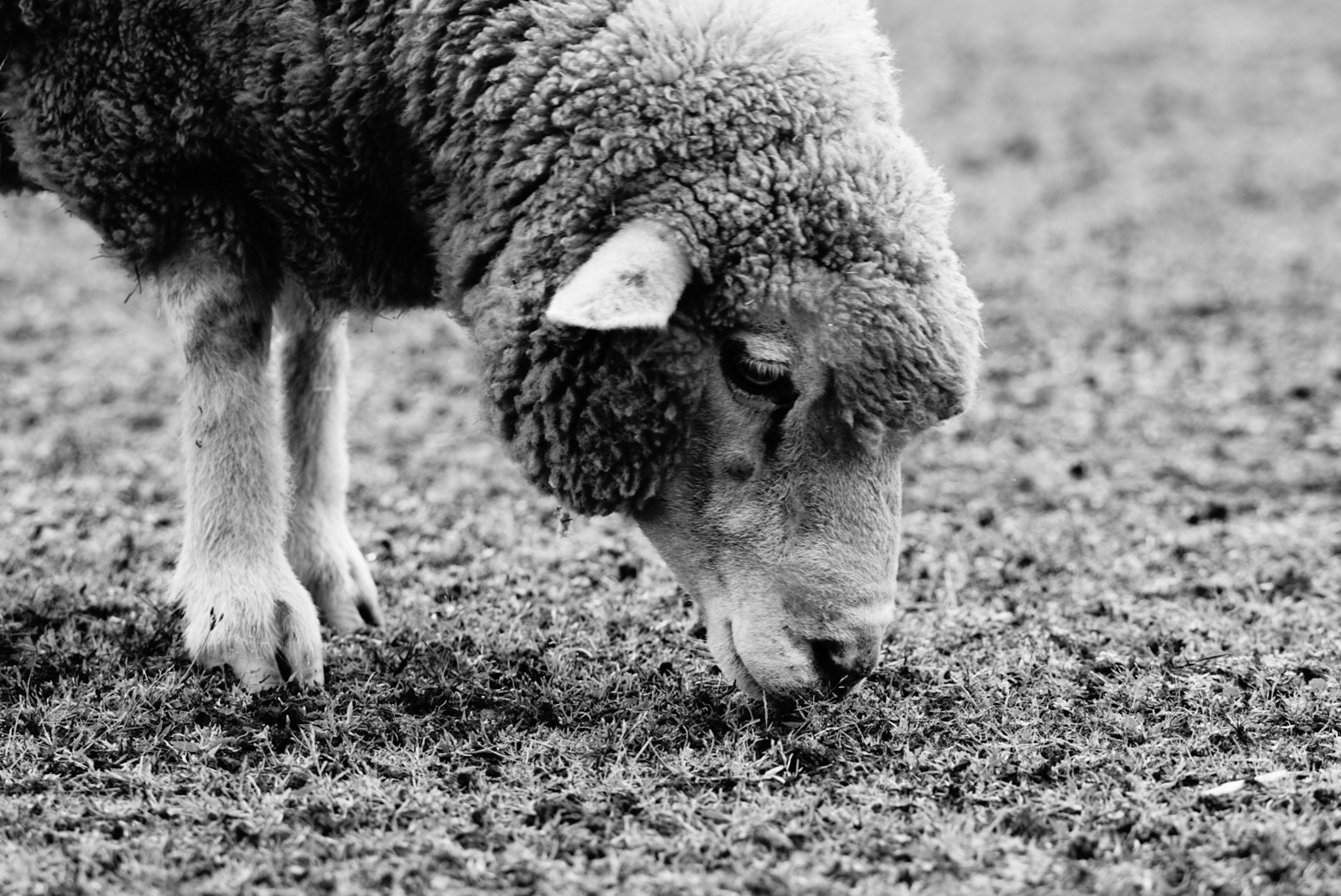 Schwarzweißfoto eines Schafes beim Grasen