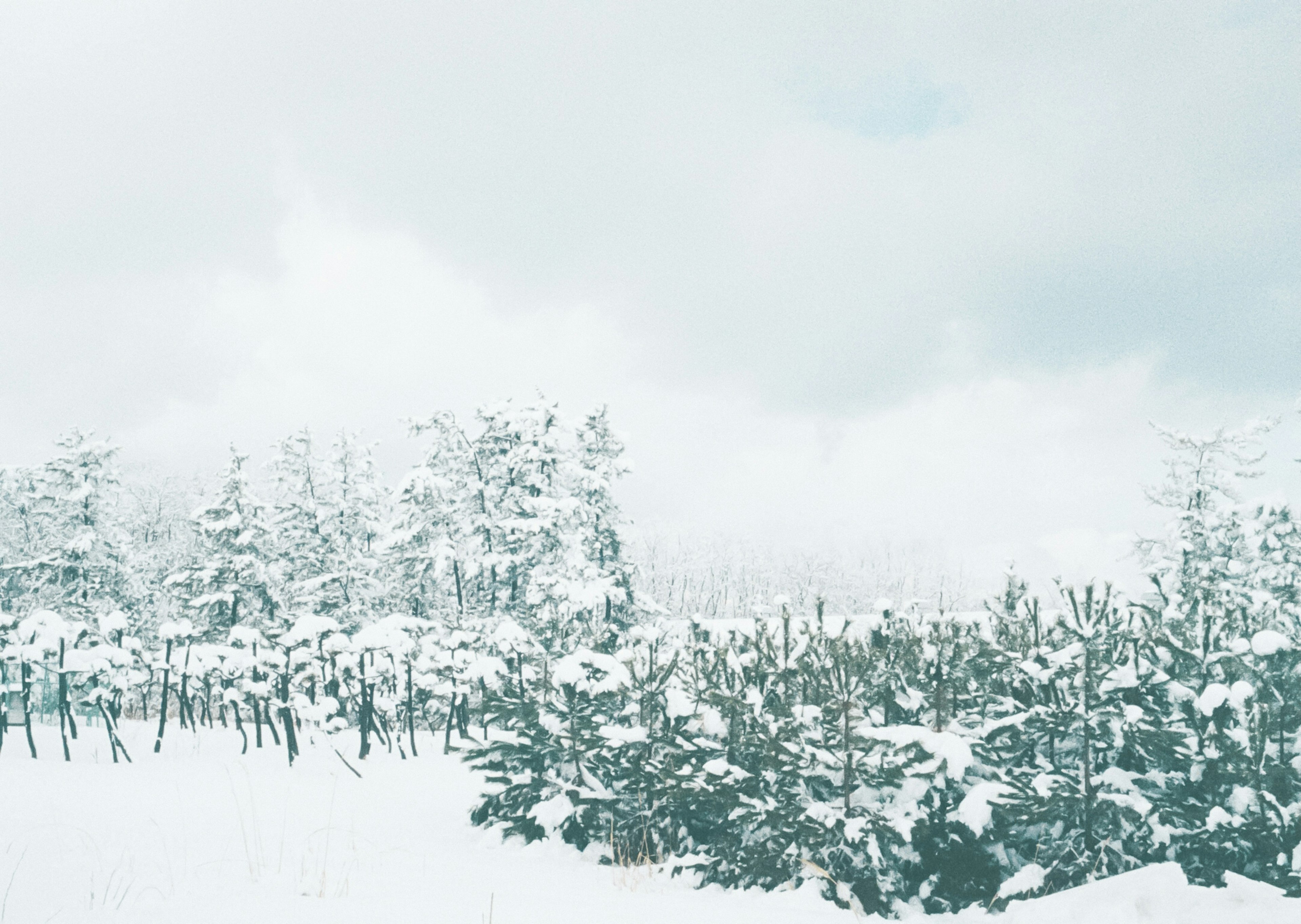 Paesaggio forestale innevato con cielo nuvoloso