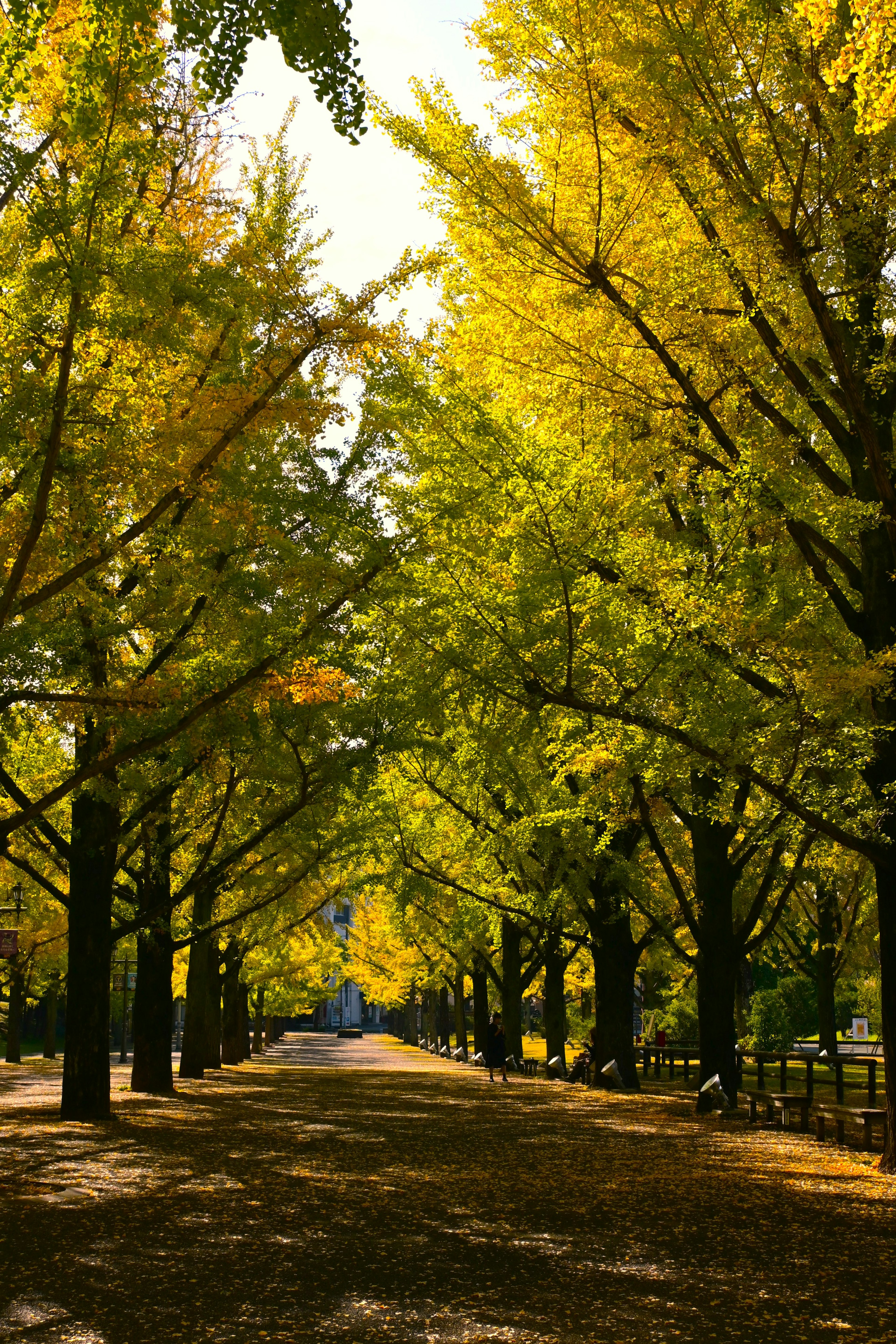 A beautiful pathway lined with vibrant yellow ginkgo trees