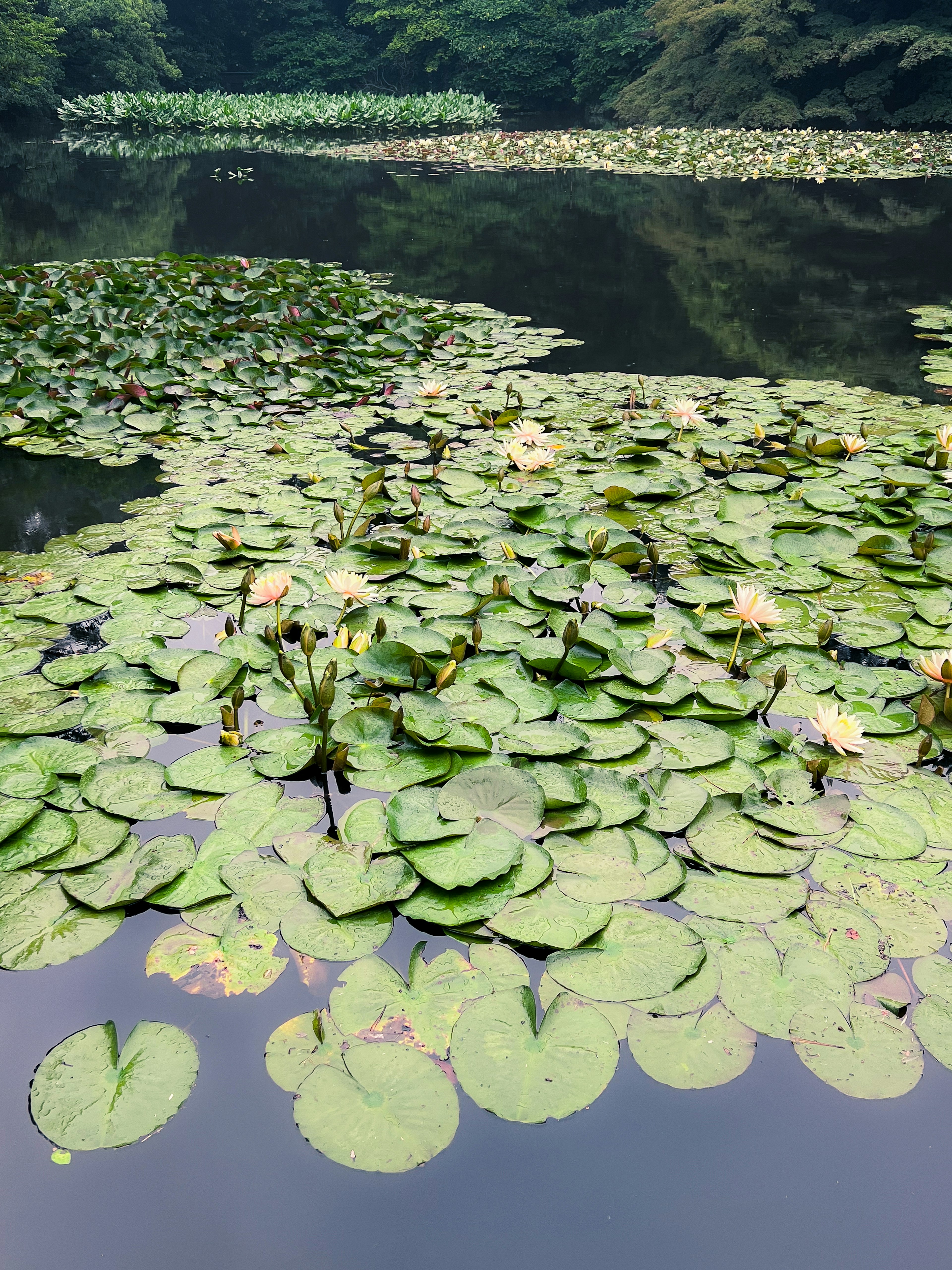 Seerosen und Blätter, die auf einem ruhigen Teich schwimmen