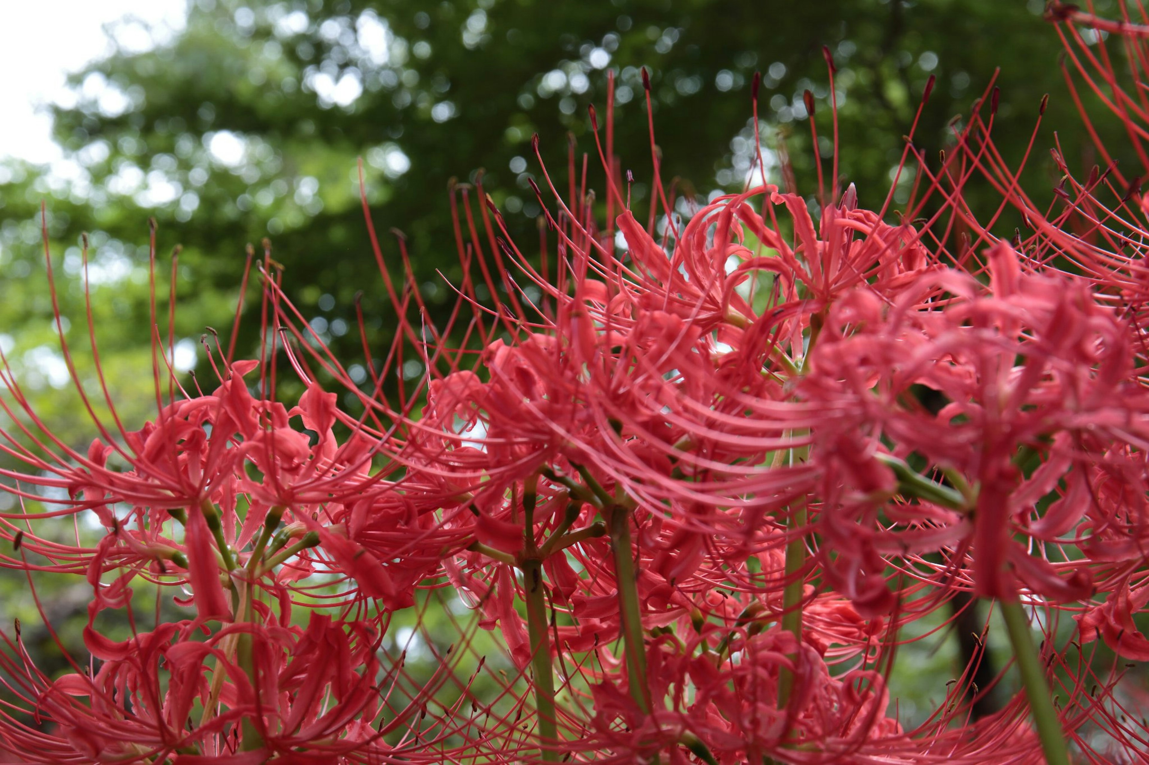 Cluster of red spider lilies in bloom with green foliage in the background