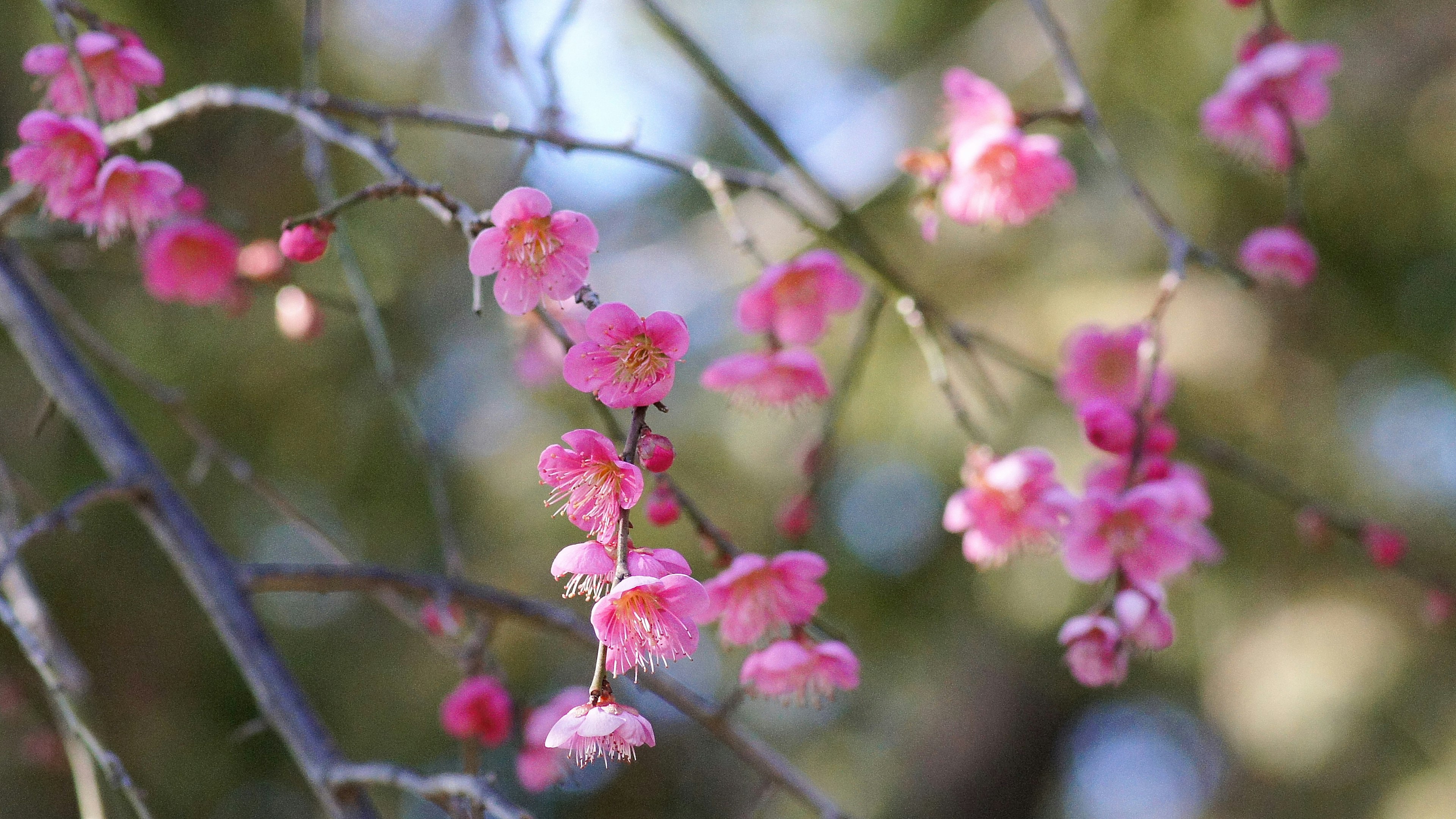 Gros plan des fleurs de cerisier sur une branche