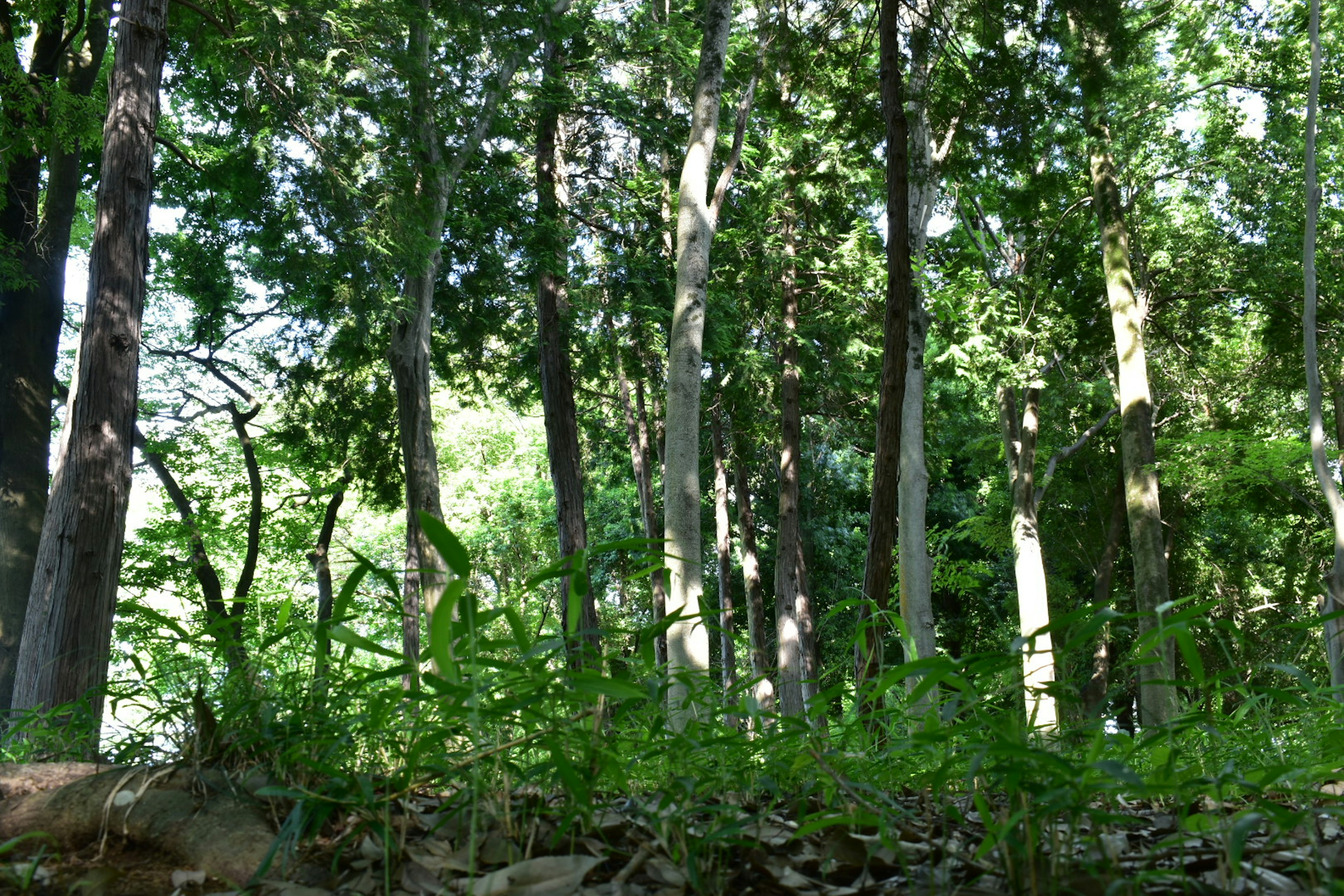 Pohon tinggi dan vegetasi subur di lingkungan hutan