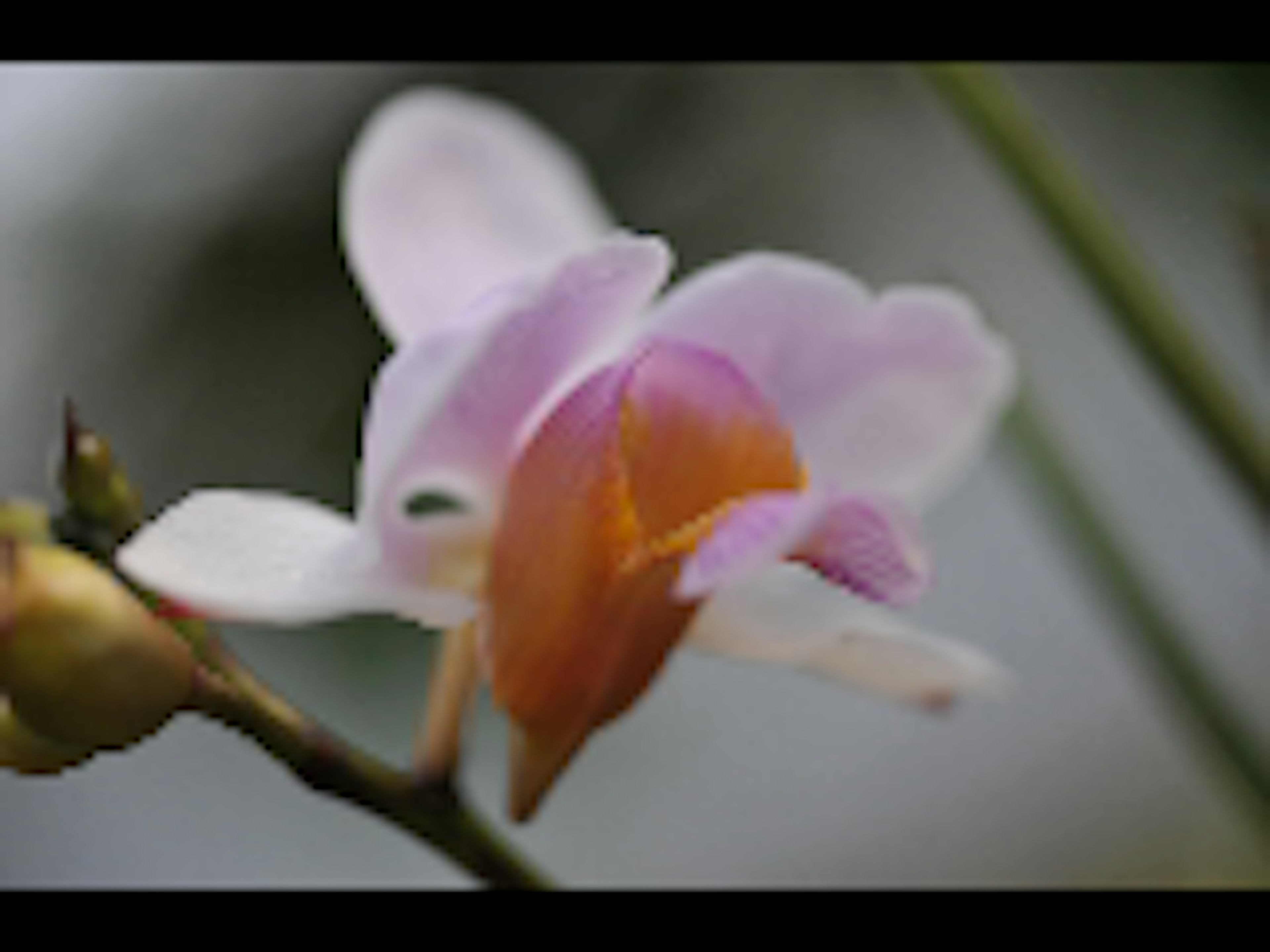 淡い紫色の花弁とオレンジ色の唇を持つ蘭の花のクローズアップ