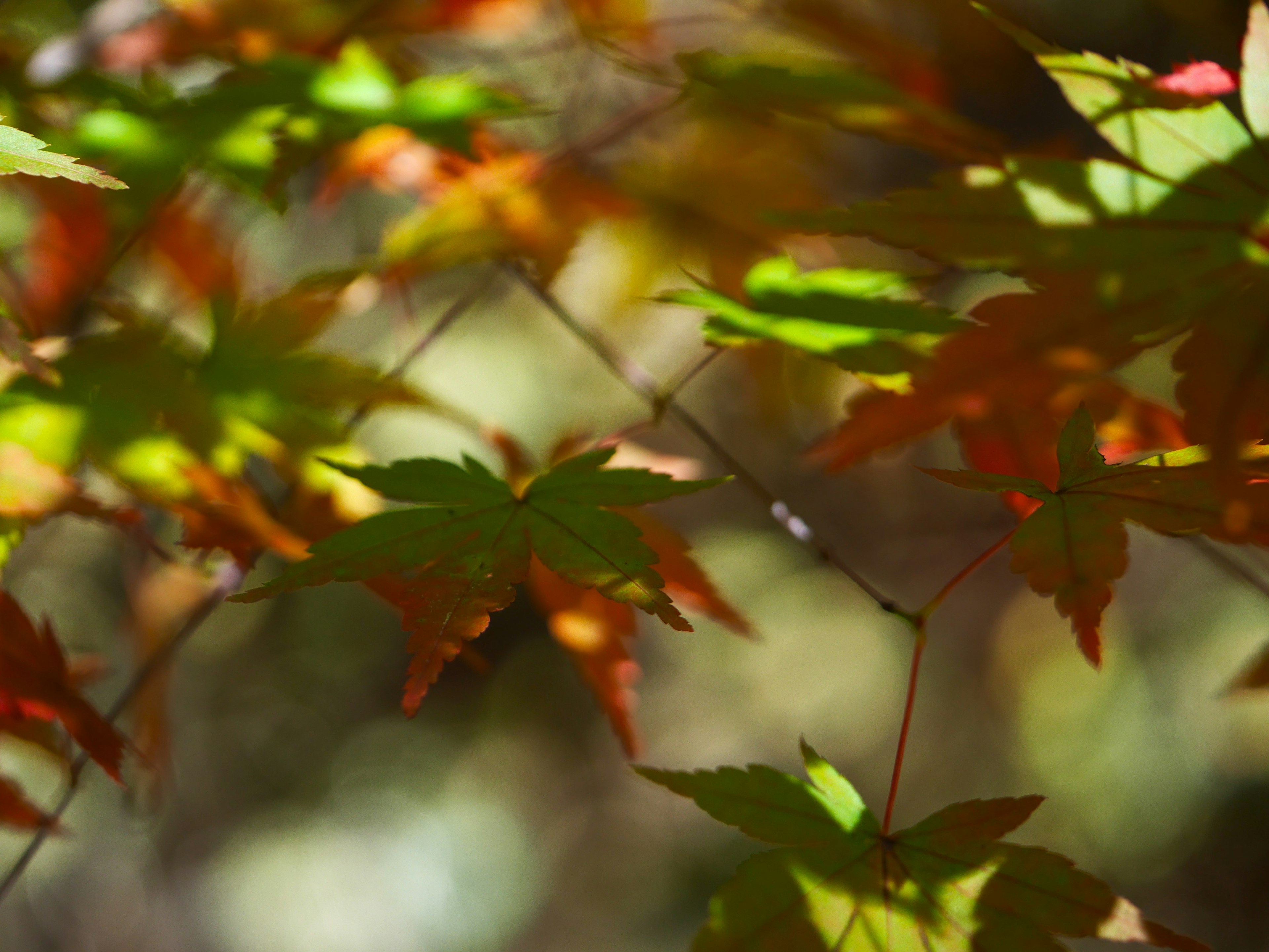 Feuilles d'érable colorées avec un arrière-plan flou