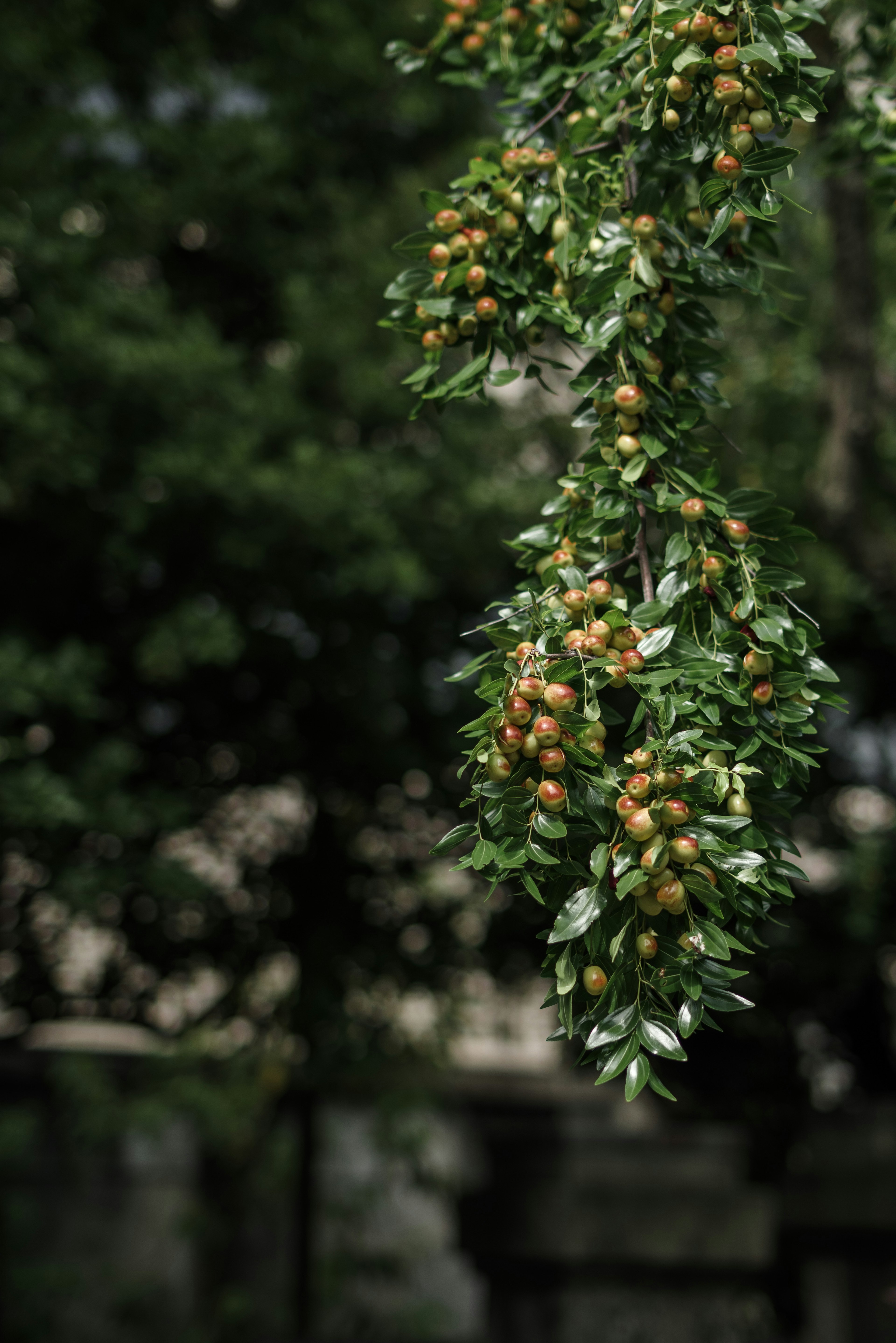 Close-up of a branch with green leaves and orange fruits