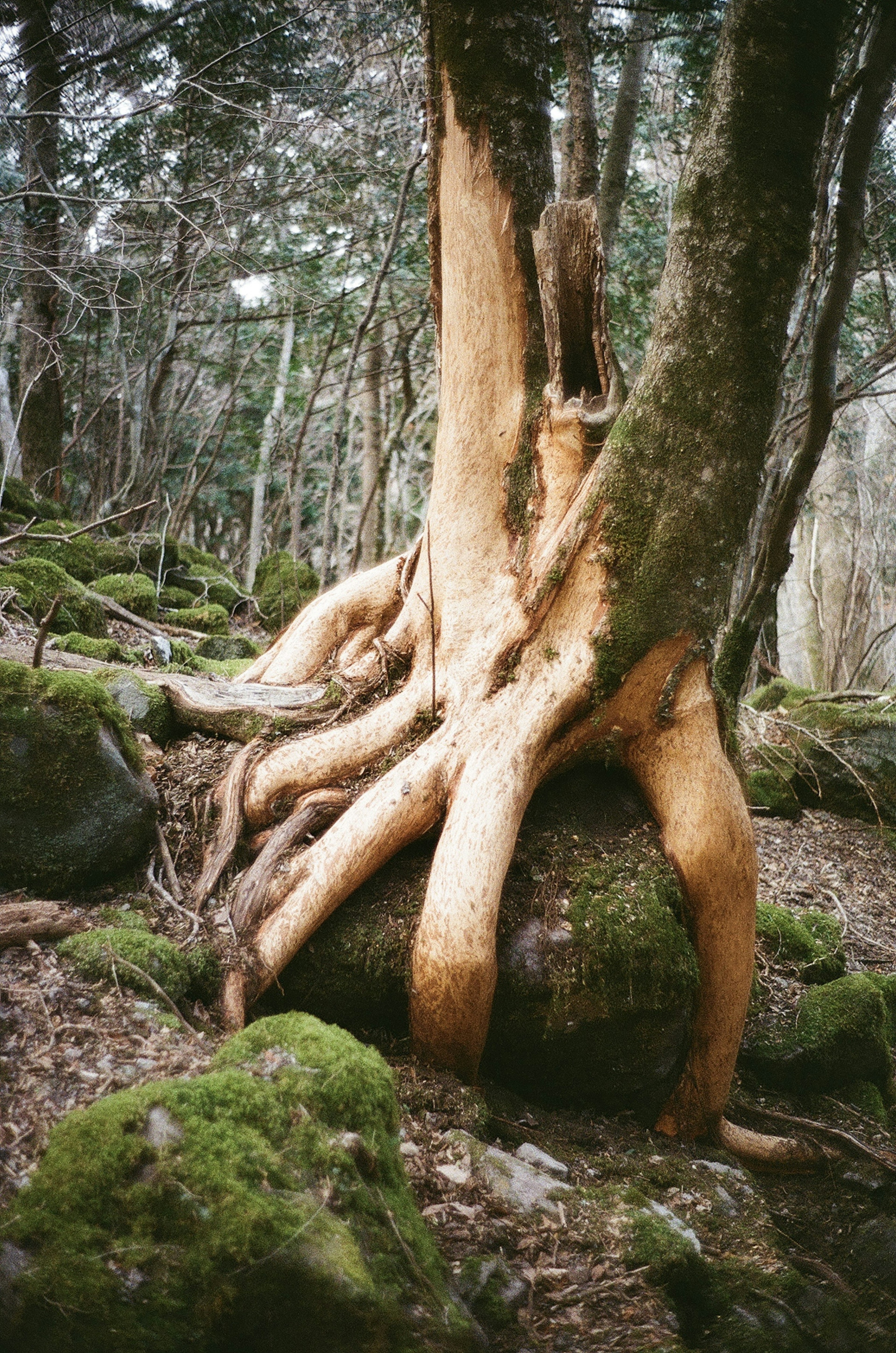 Radici di albero che si intrecciano con una roccia in un ambiente forestale