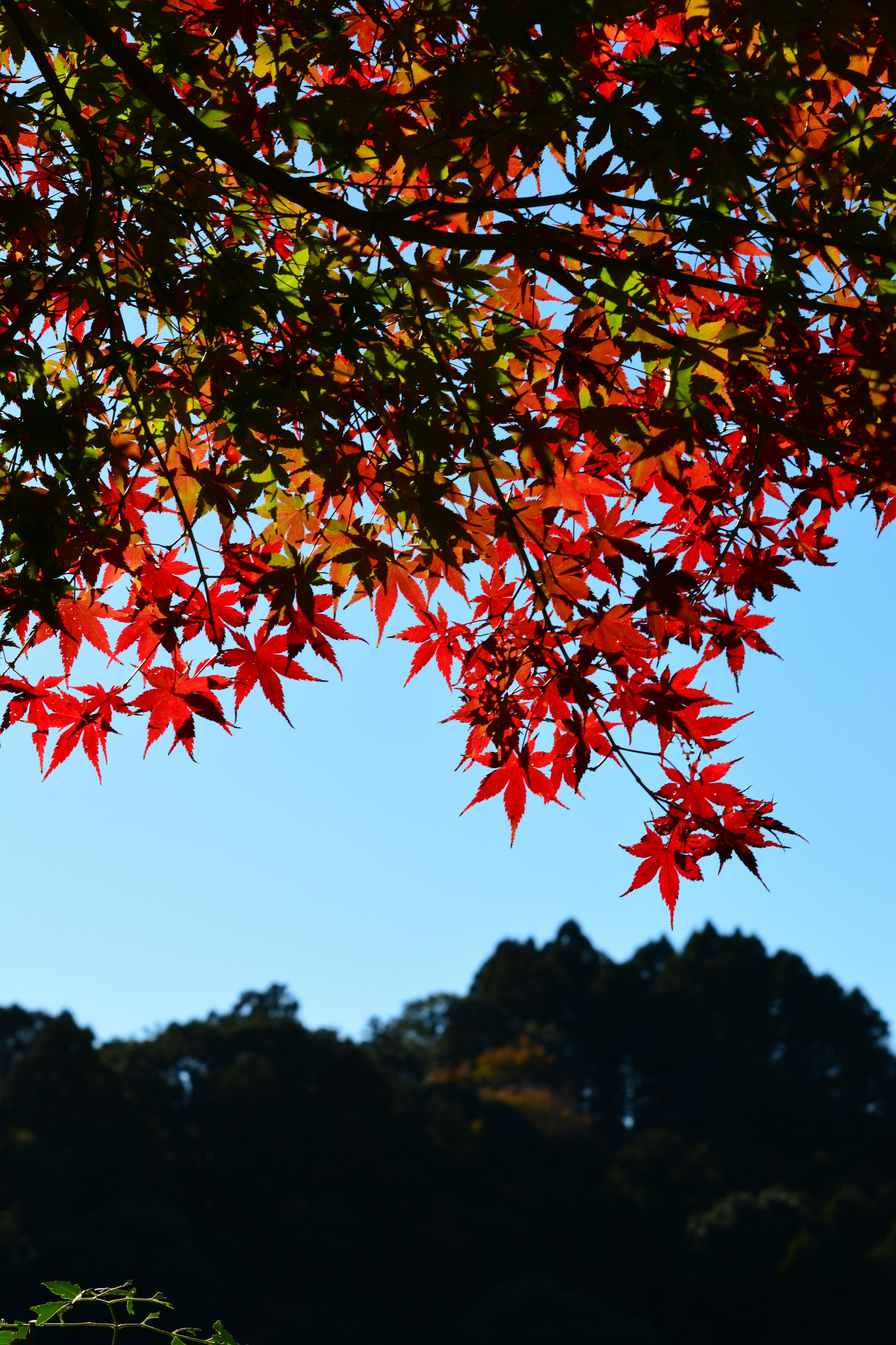 鮮豔的紅楓葉映襯著晴朗的藍天