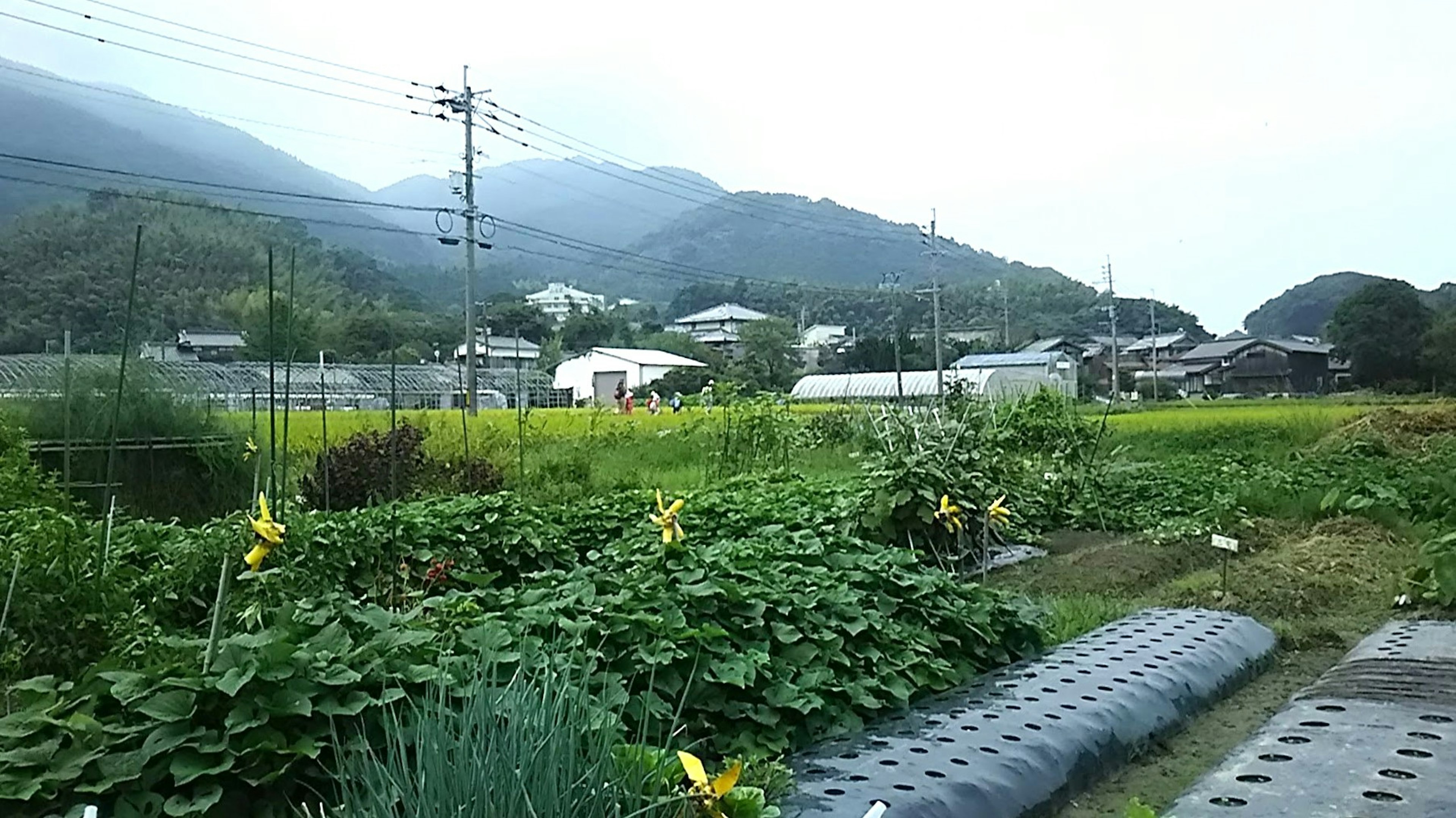 산으로 둘러싸인 전원 풍경으로 무성한 밭과 노란 꽃이 보인다