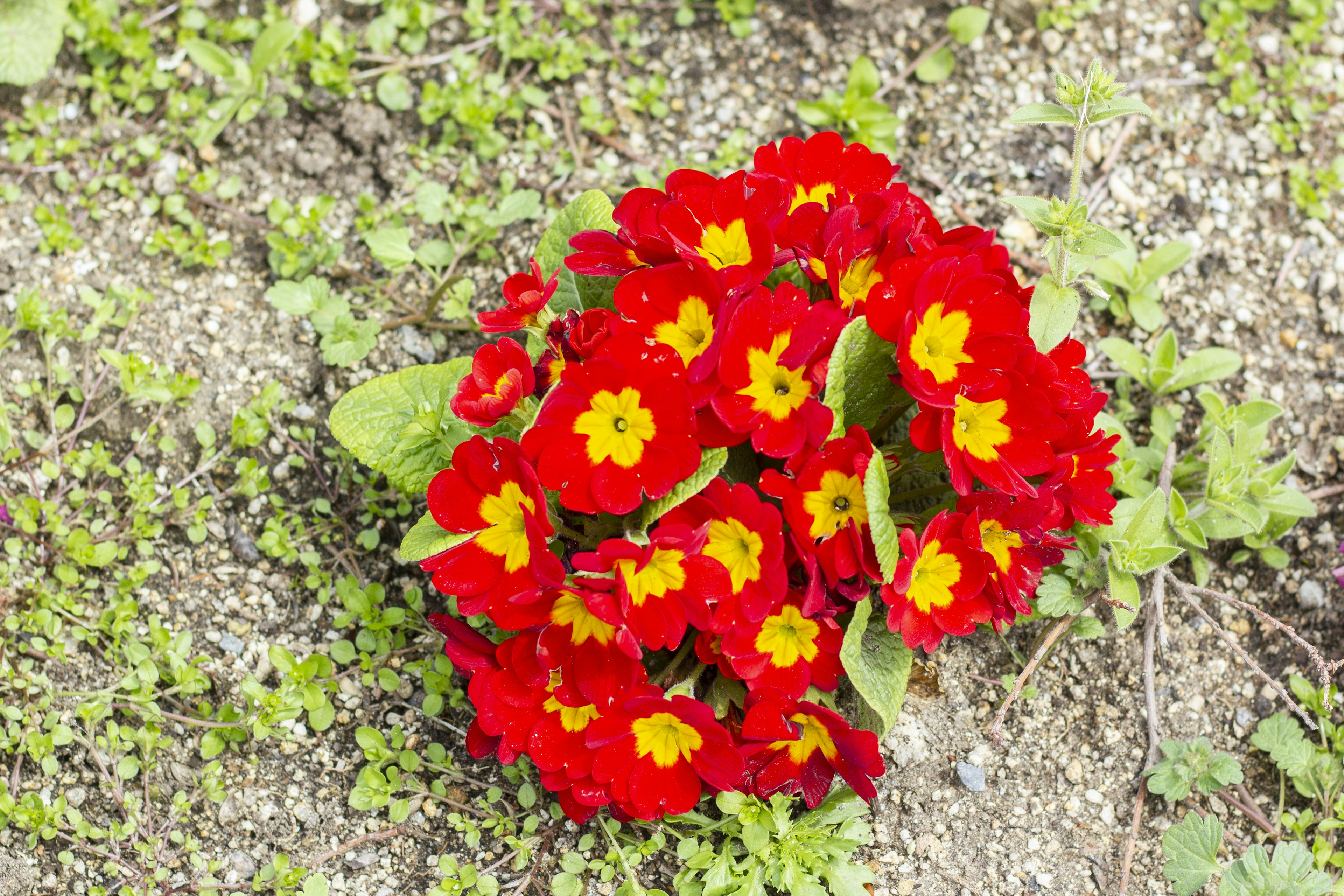 Büschel aus roten und gelben Primelblumen, die auf dem Boden blühen