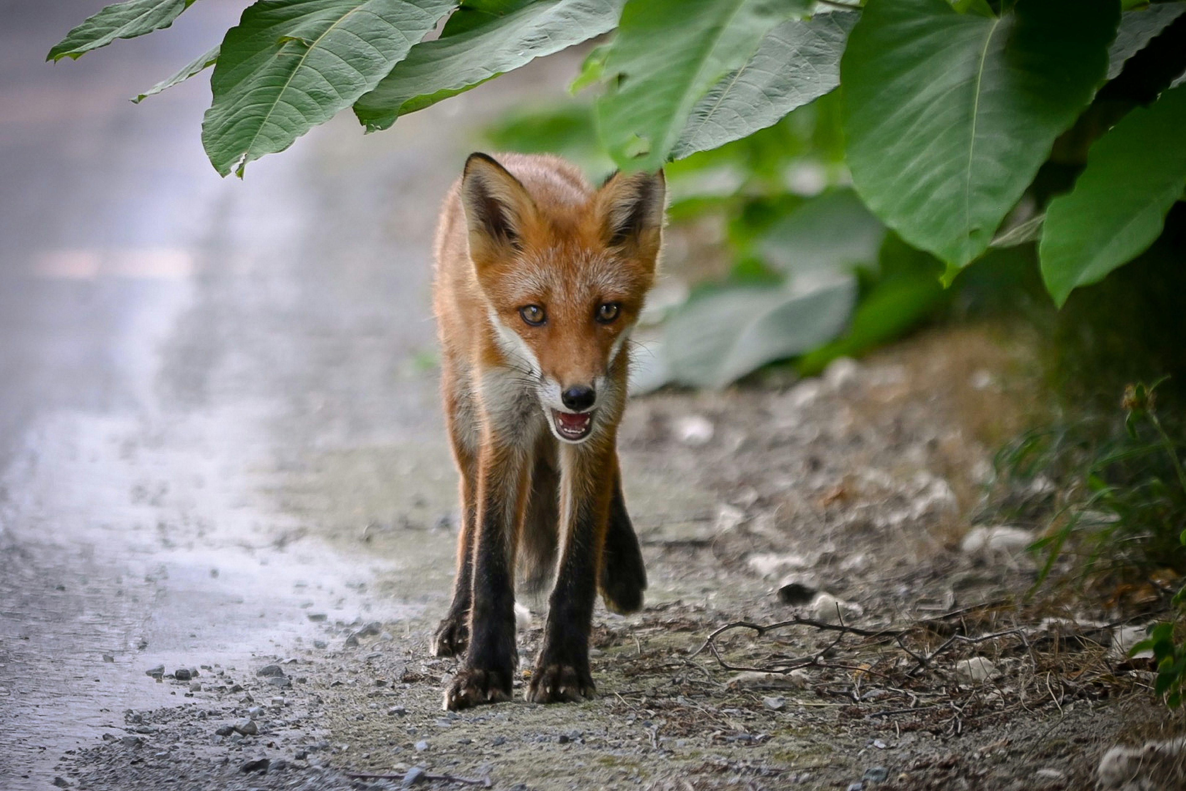 Roter Fuchs, der einen Weg entlanggeht, umgeben von grünen Blättern