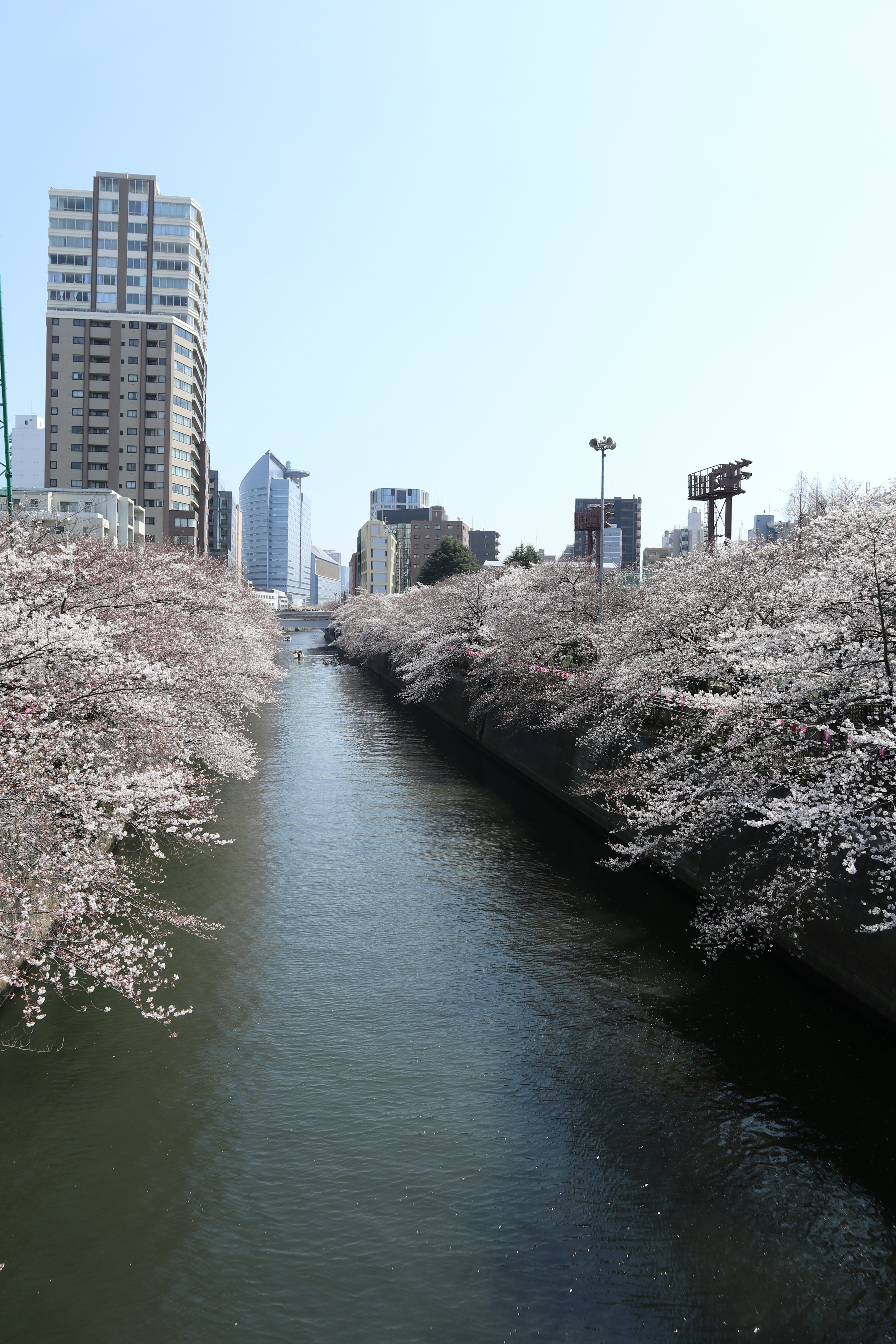 A scenic view of cherry blossom trees lining a river with a city skyline in the background