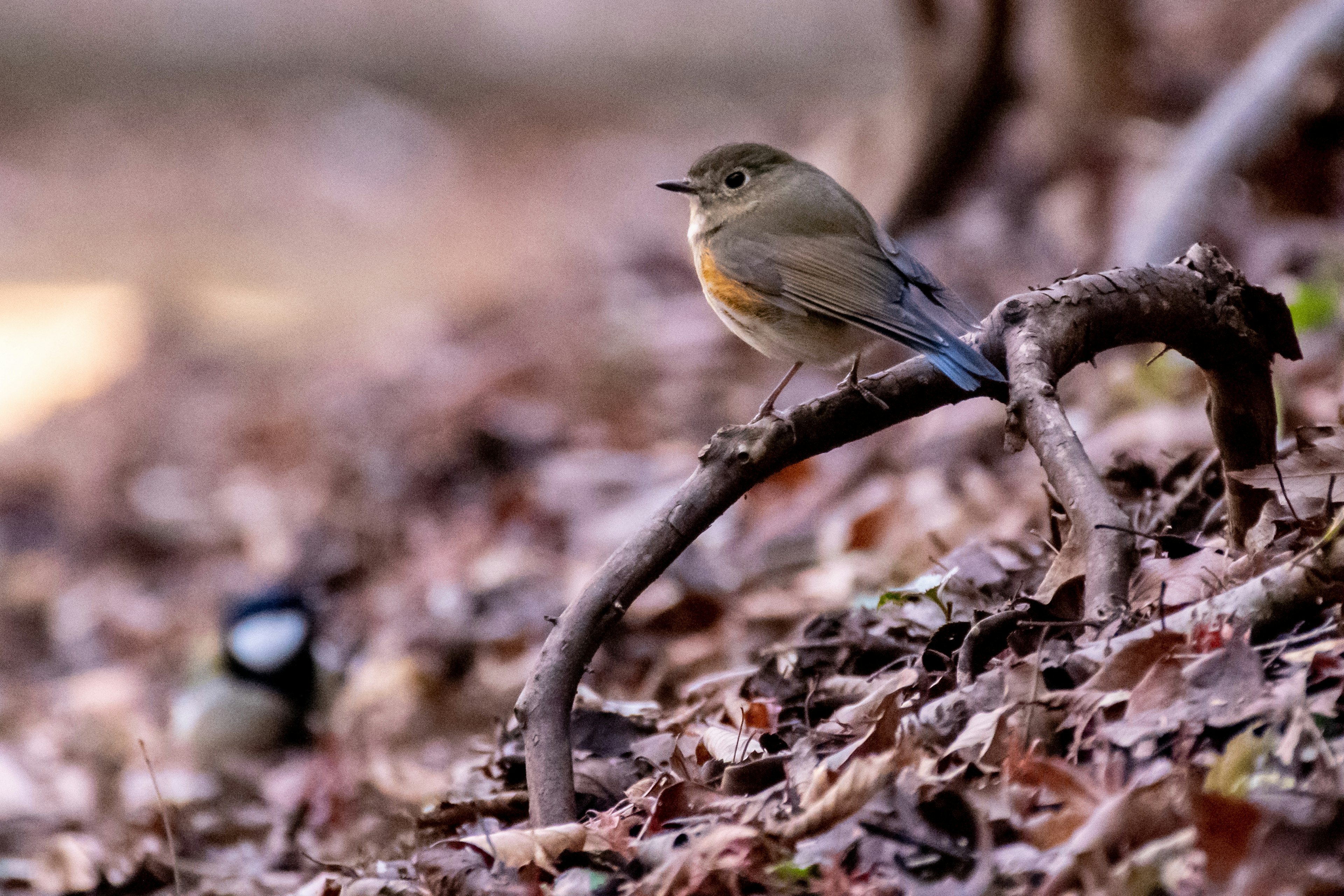 小枝に止まる鳥の姿 背景は落ち葉