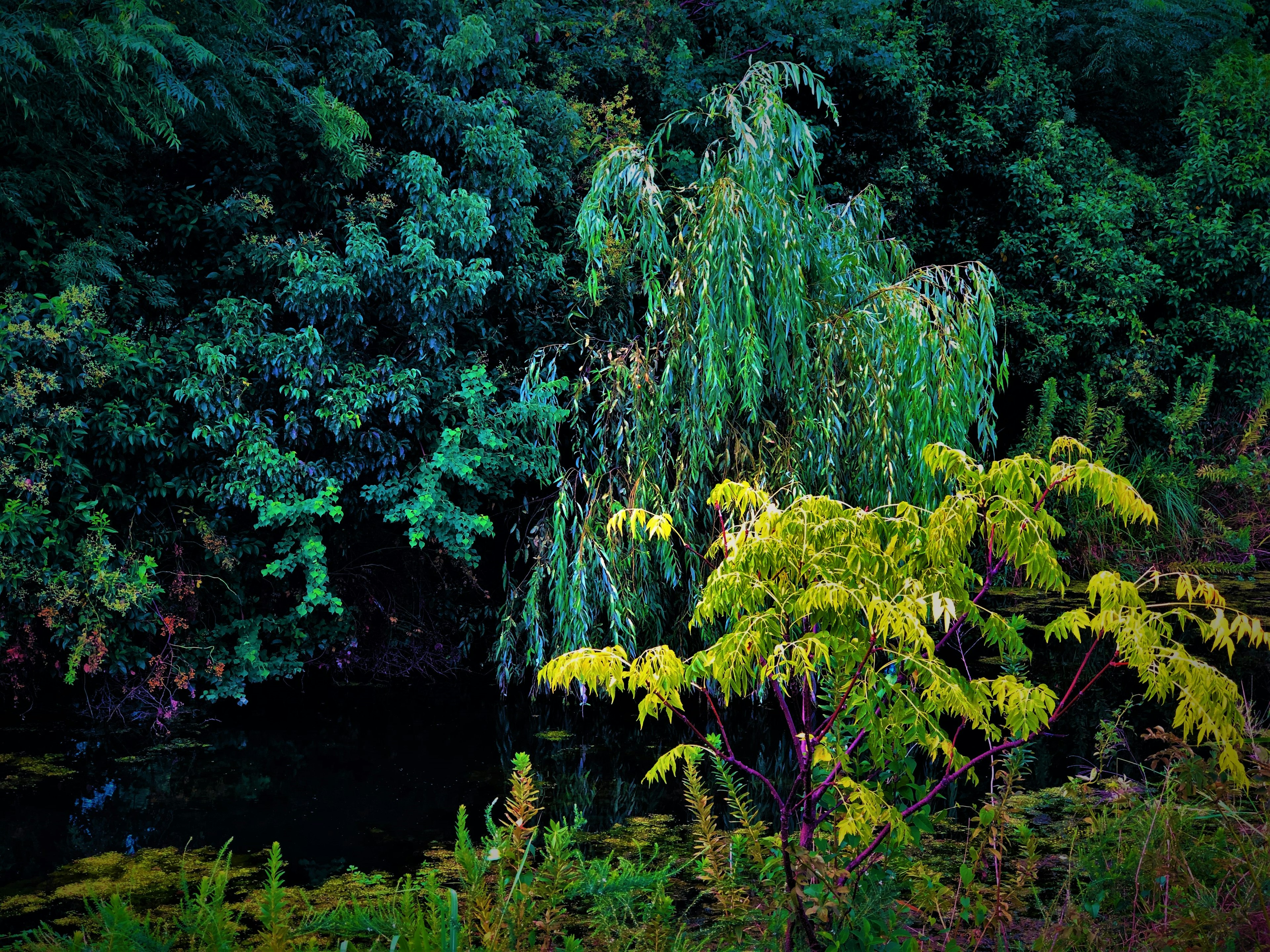 Paysage de rivière serein entouré d'arbres verts luxuriants