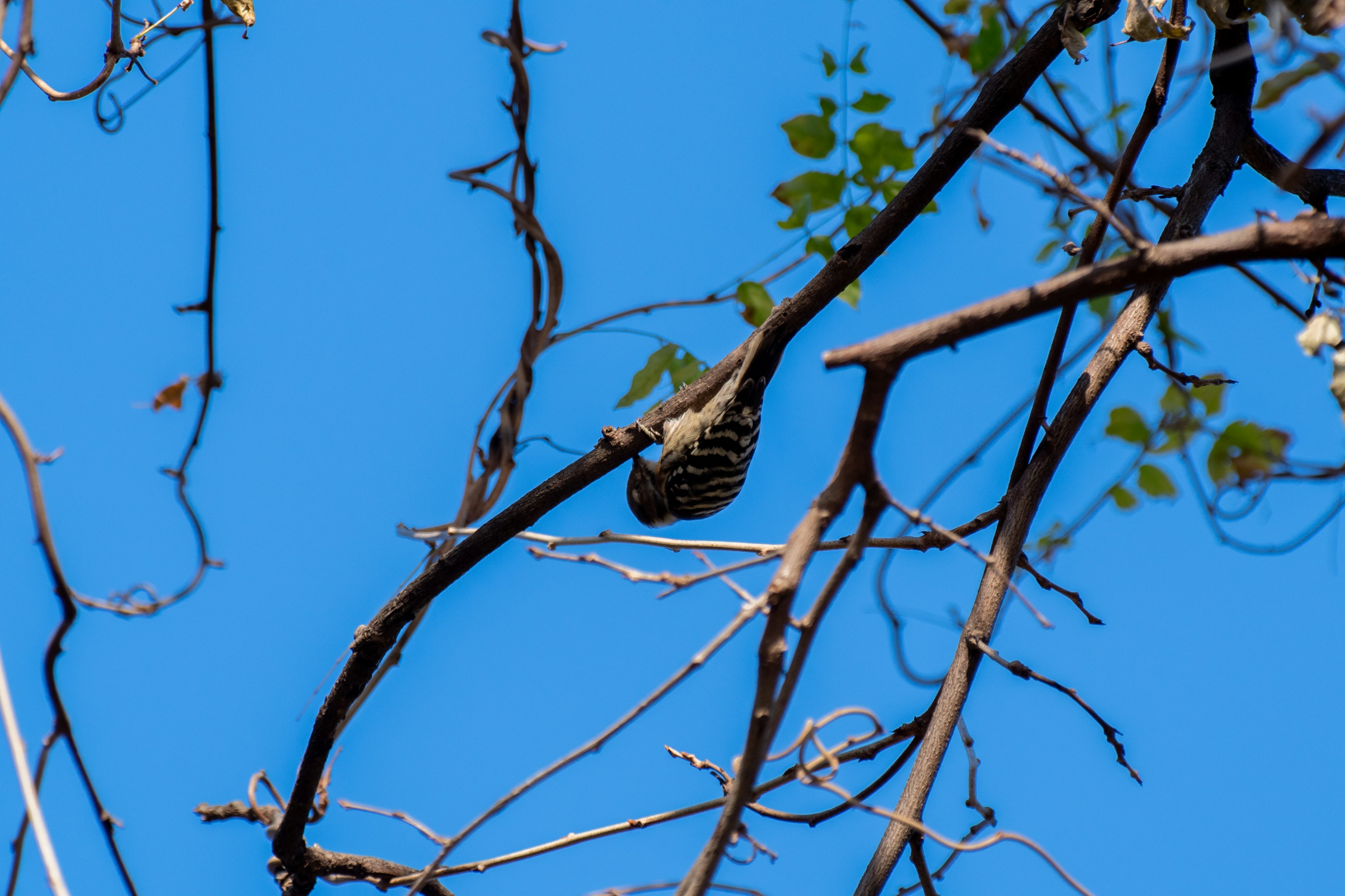 A bird perched on a slender branch under a blue sky