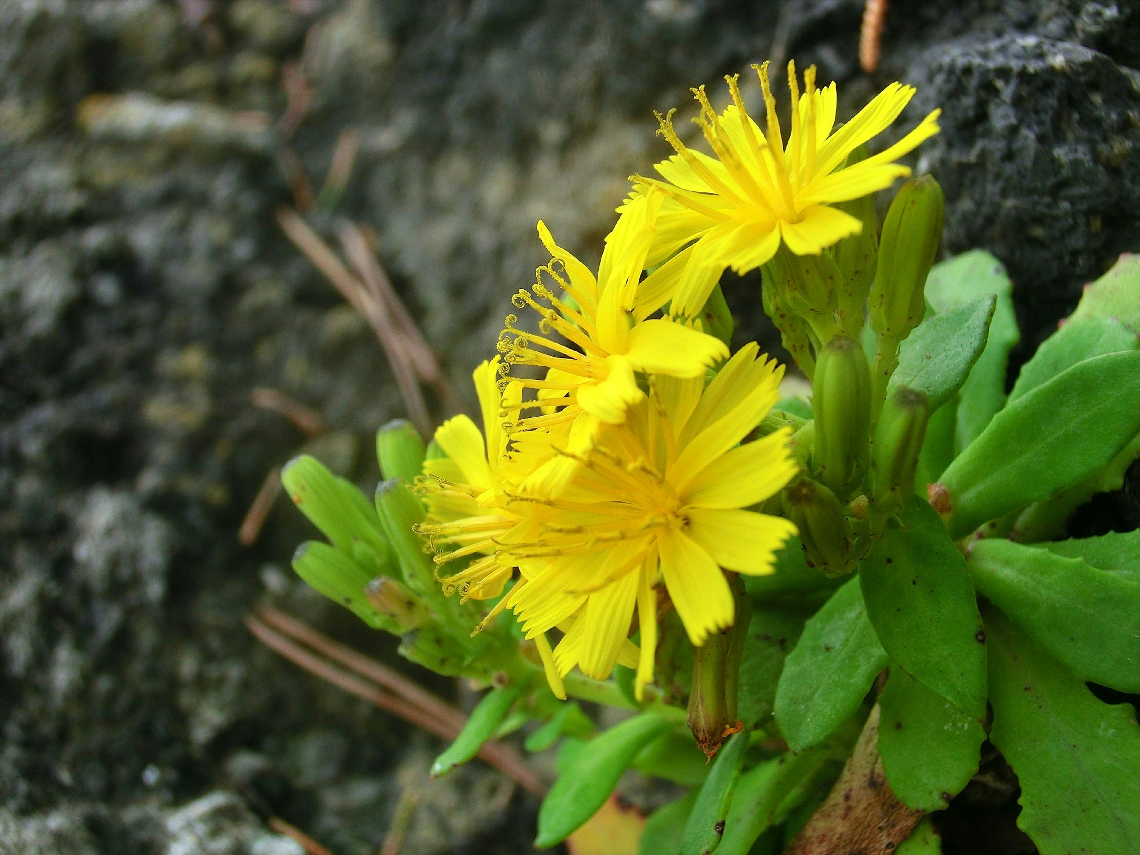 Primer plano de una planta con flores amarillas brillantes y hojas verdes contra un fondo rocoso