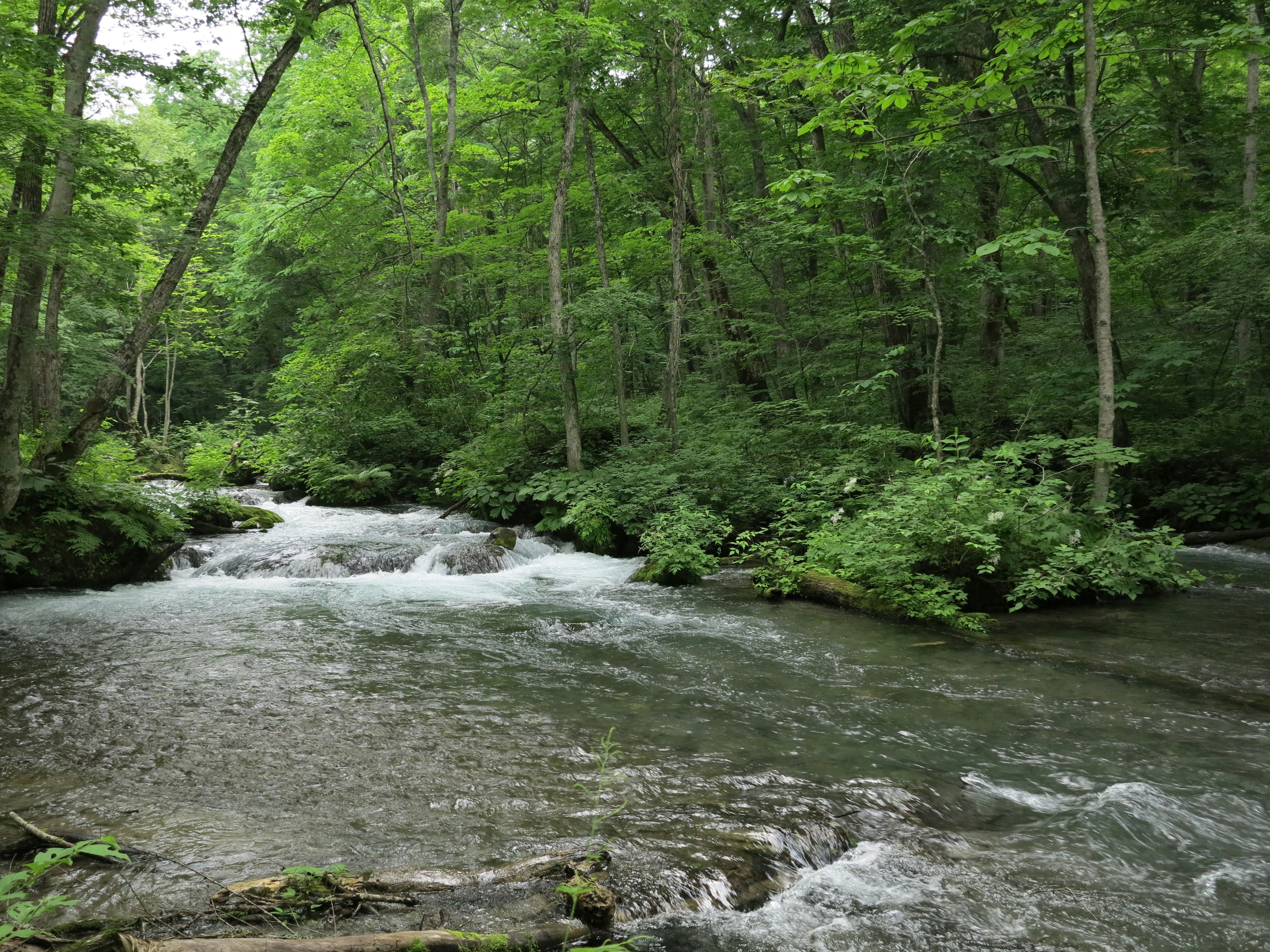 Scenic view of a clear stream flowing through a lush green forest