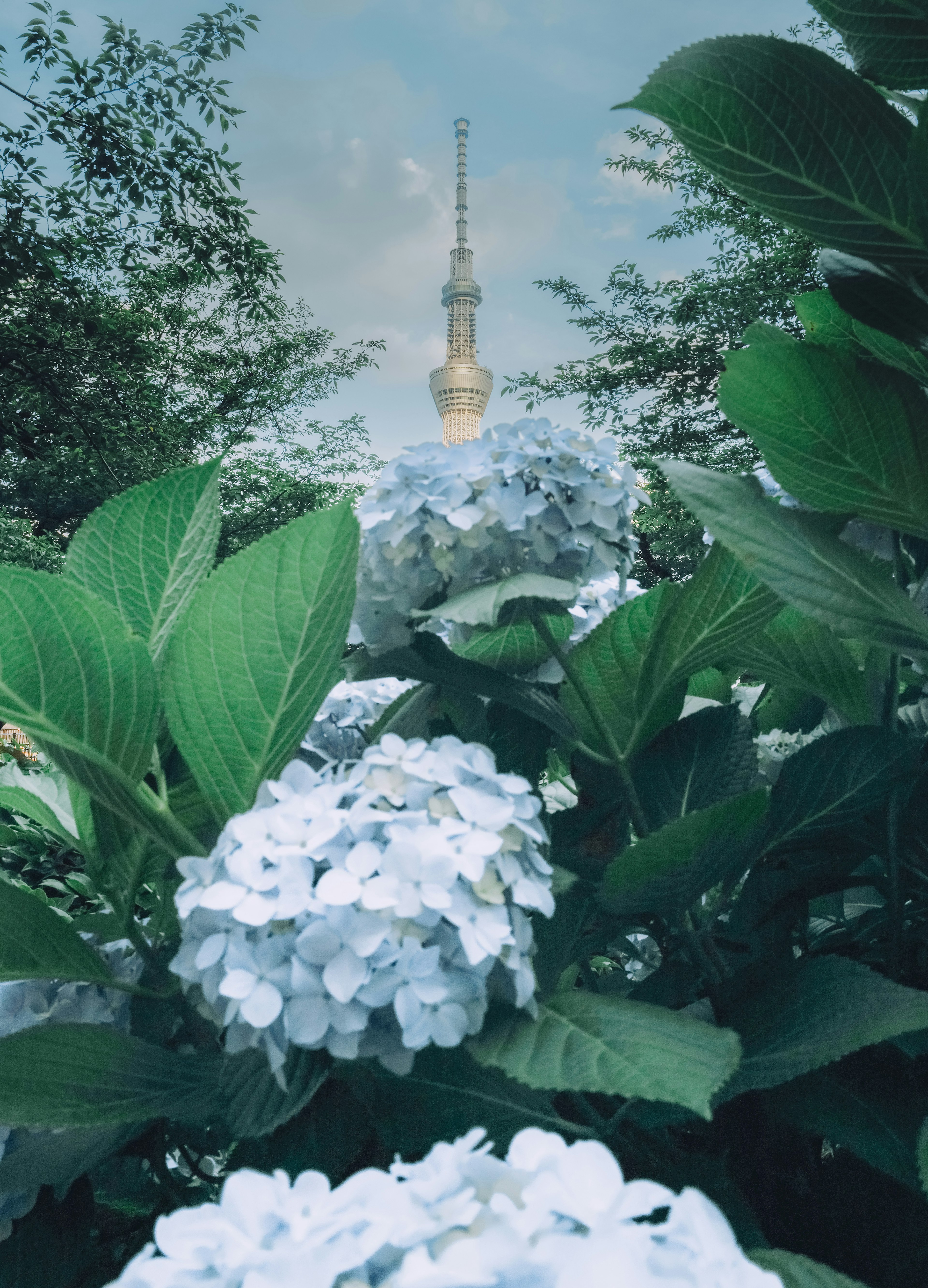 Schöne Landschaft mit blauen Hortensien und Tokyo Skytree im Hintergrund