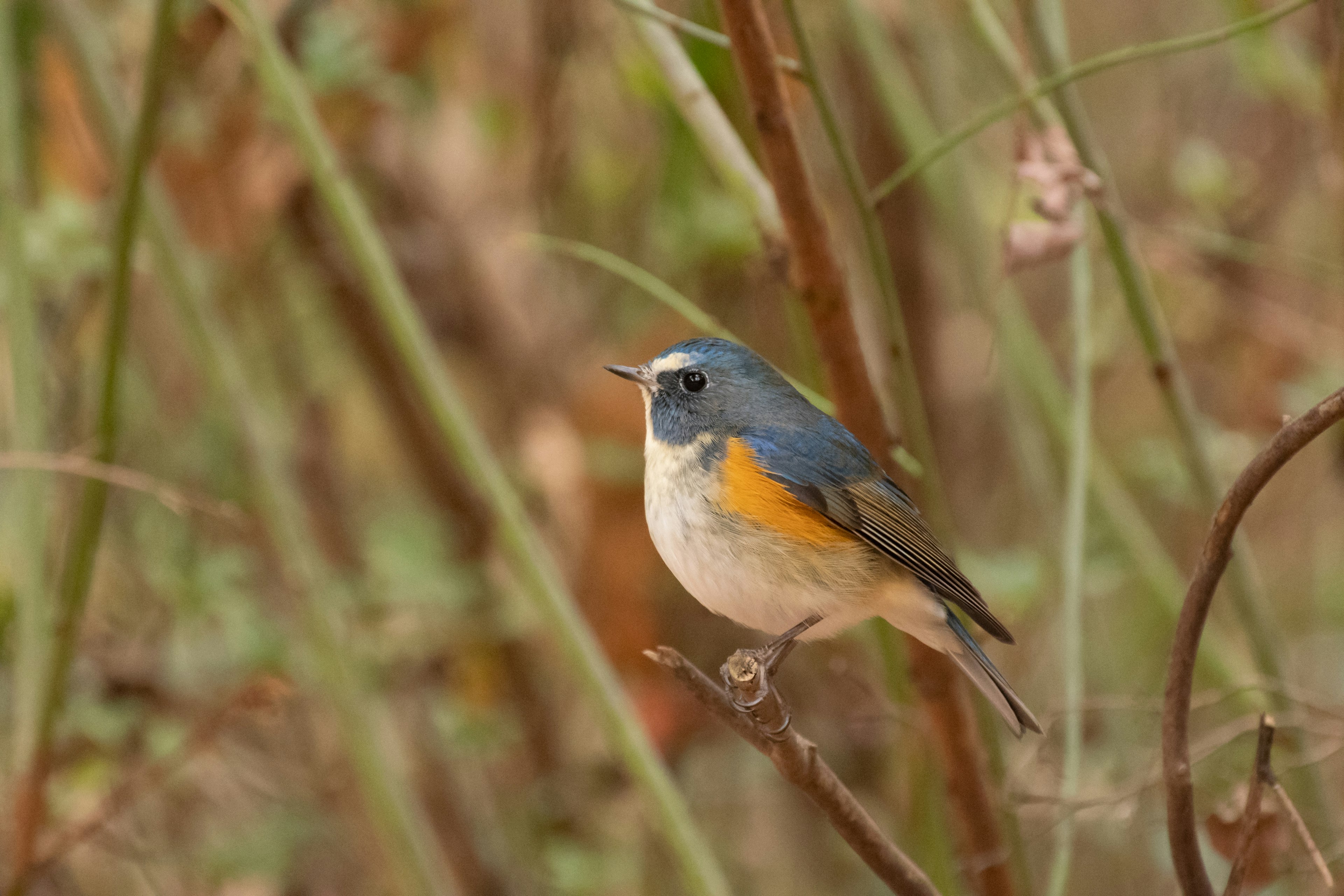 Un piccolo uccello con testa blu e pancia arancione appollaiato su un ramo