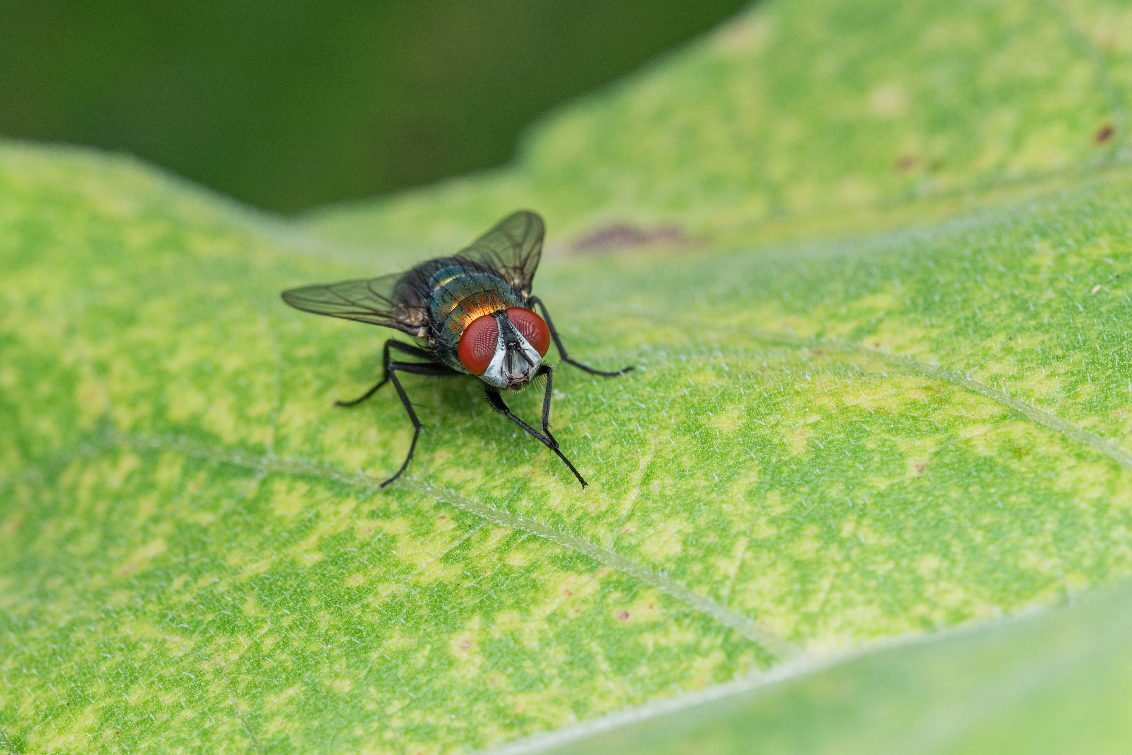 Nahaufnahme einer roten und schwarzen Fliege auf einem grünen Blatt