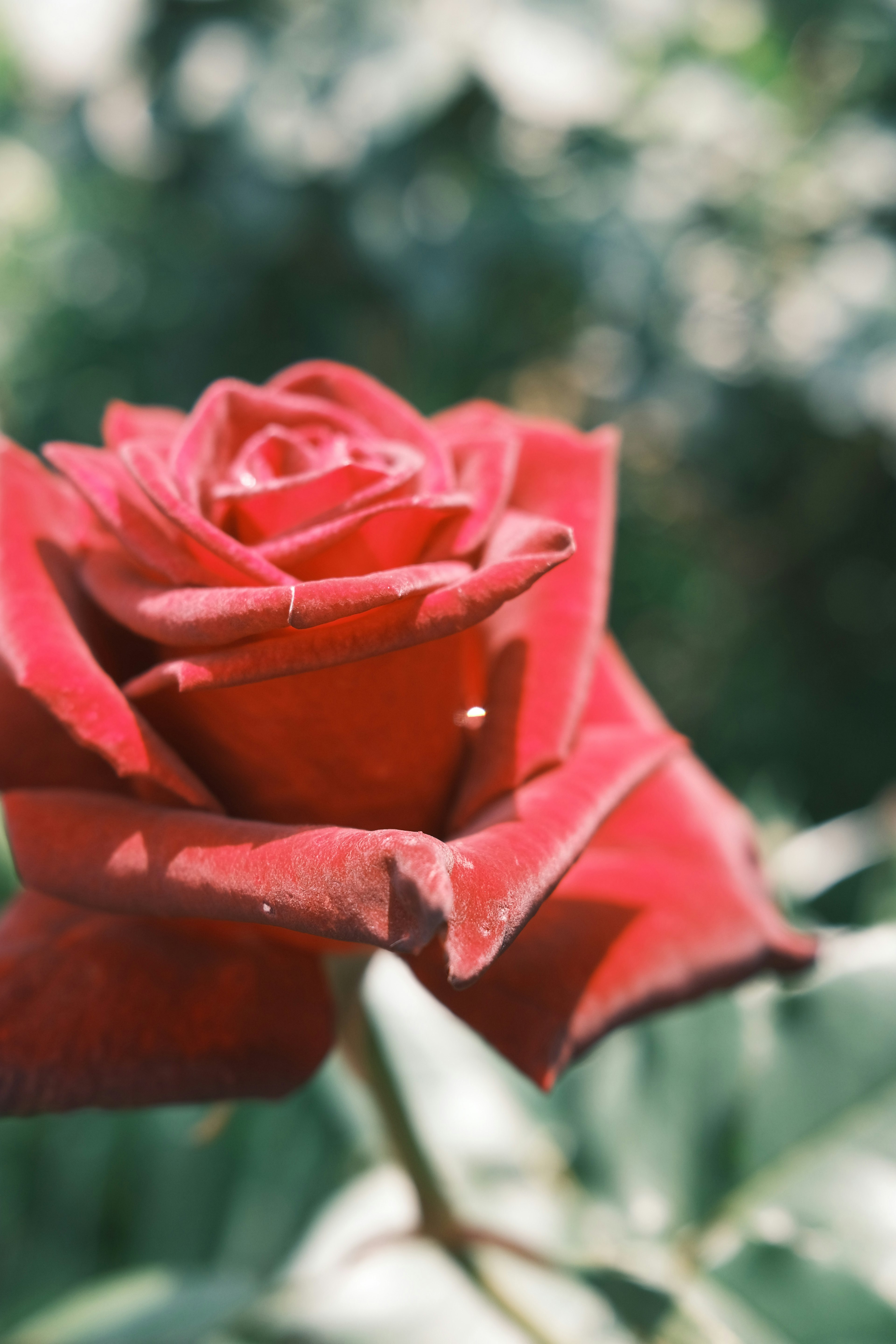 Vibrant red rose flower against a green background