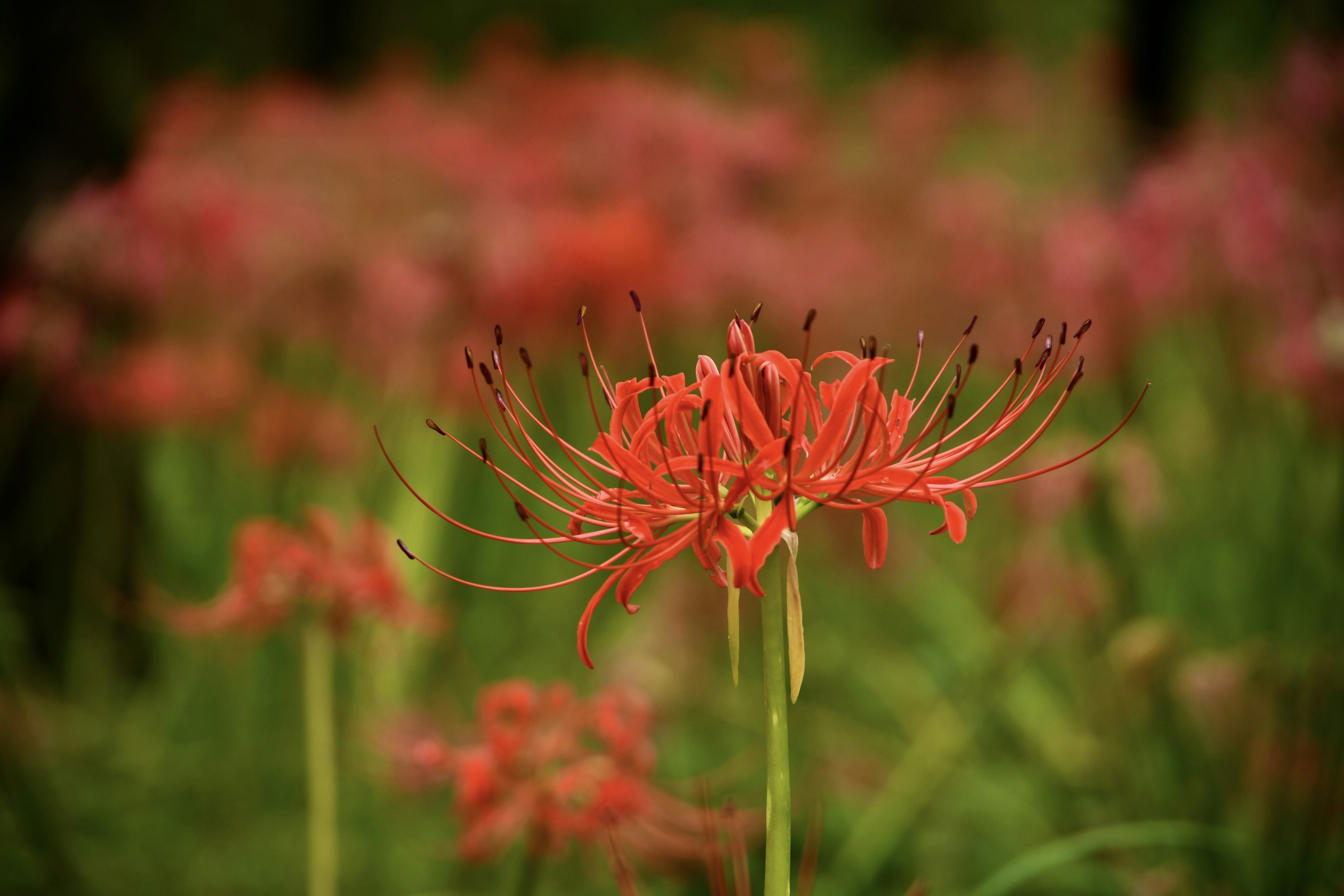 Des lys araignées rouges vifs fleurissant sur un fond vert