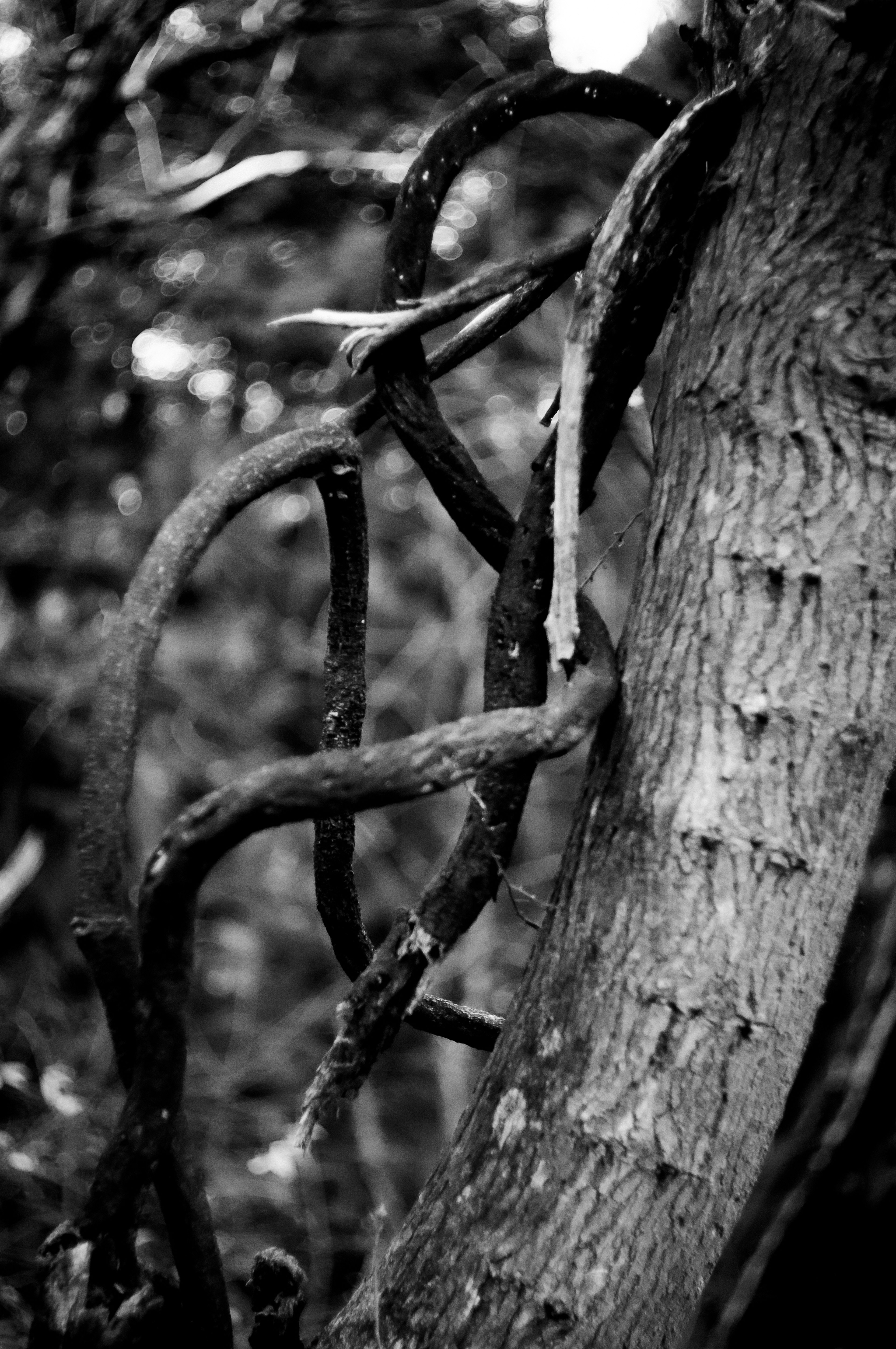 Foto en blanco y negro de ramas entrelazadas alrededor de un tronco de árbol