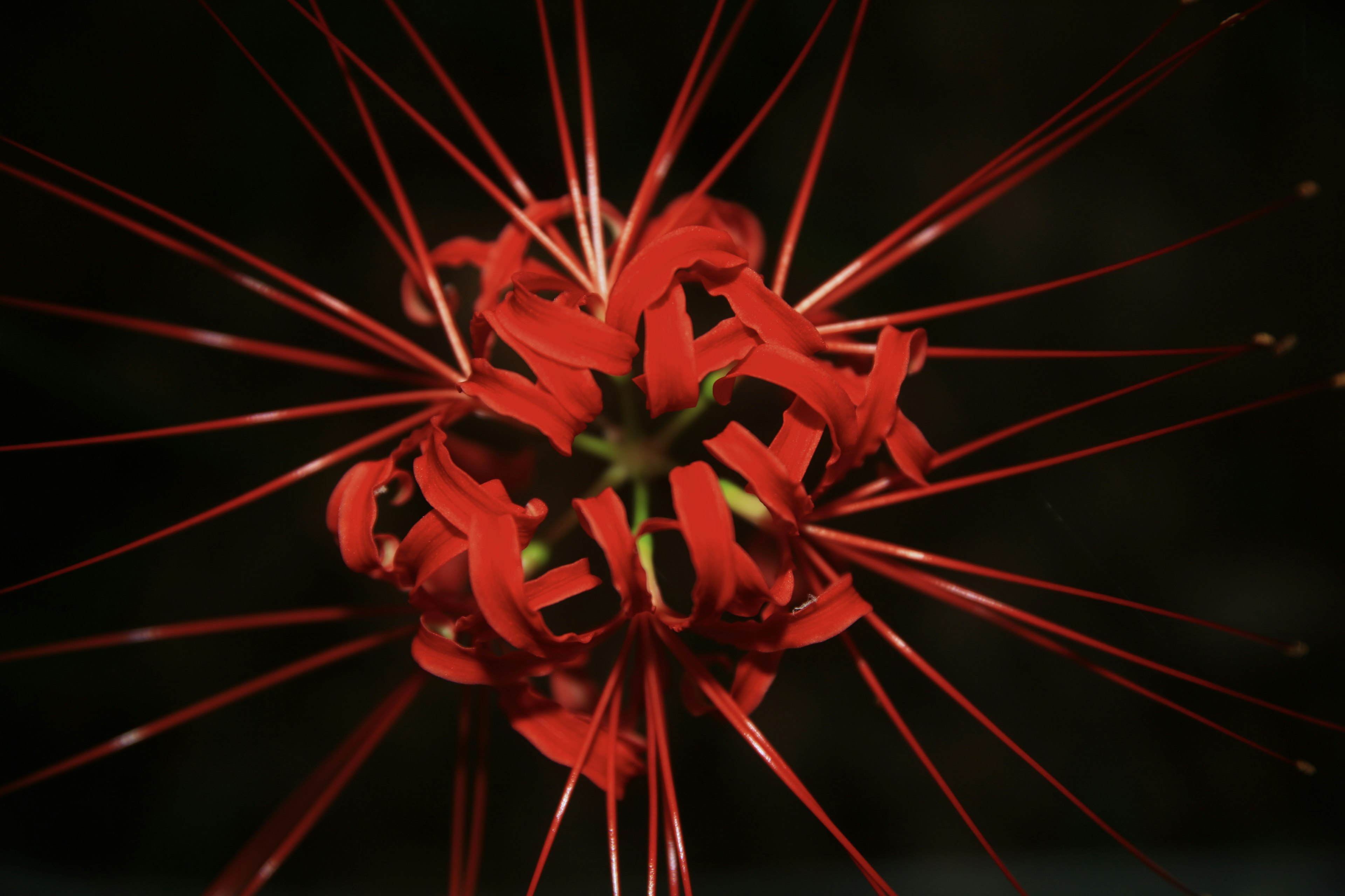 Racimo de pétalos de flor roja que irradian desde el centro