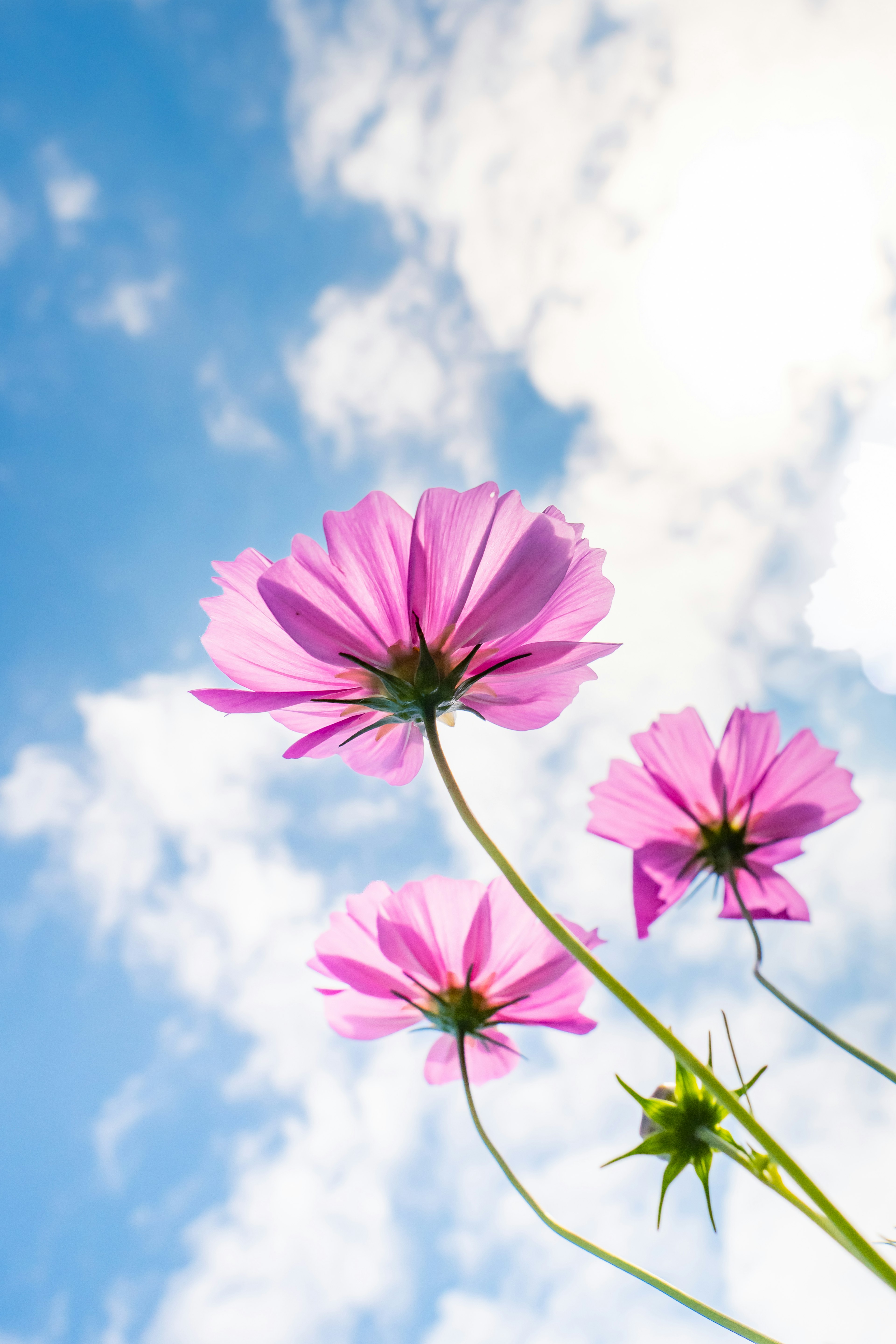 Photo of pink flowers blooming under a blue sky