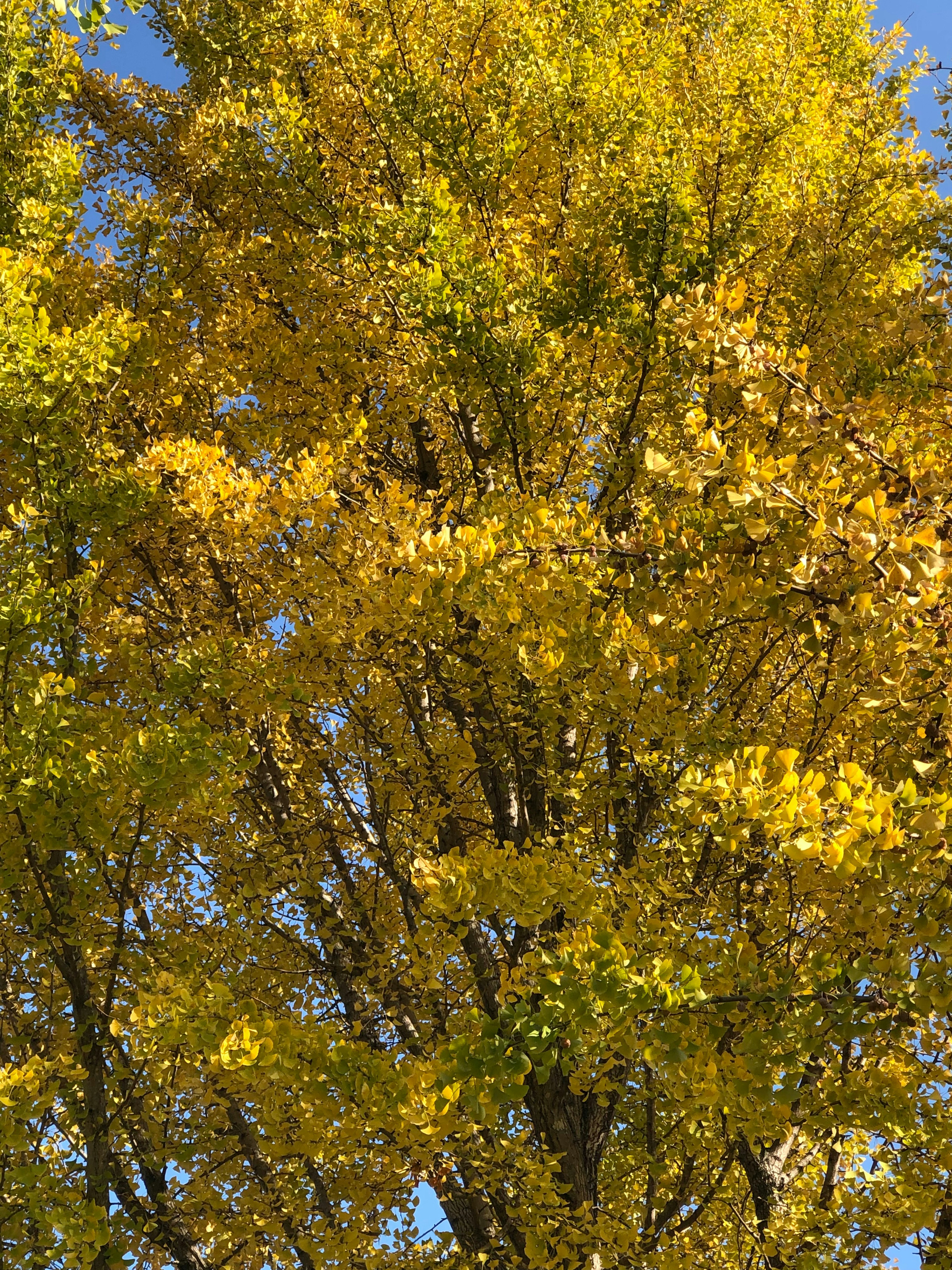 Tall tree with vibrant yellow leaves