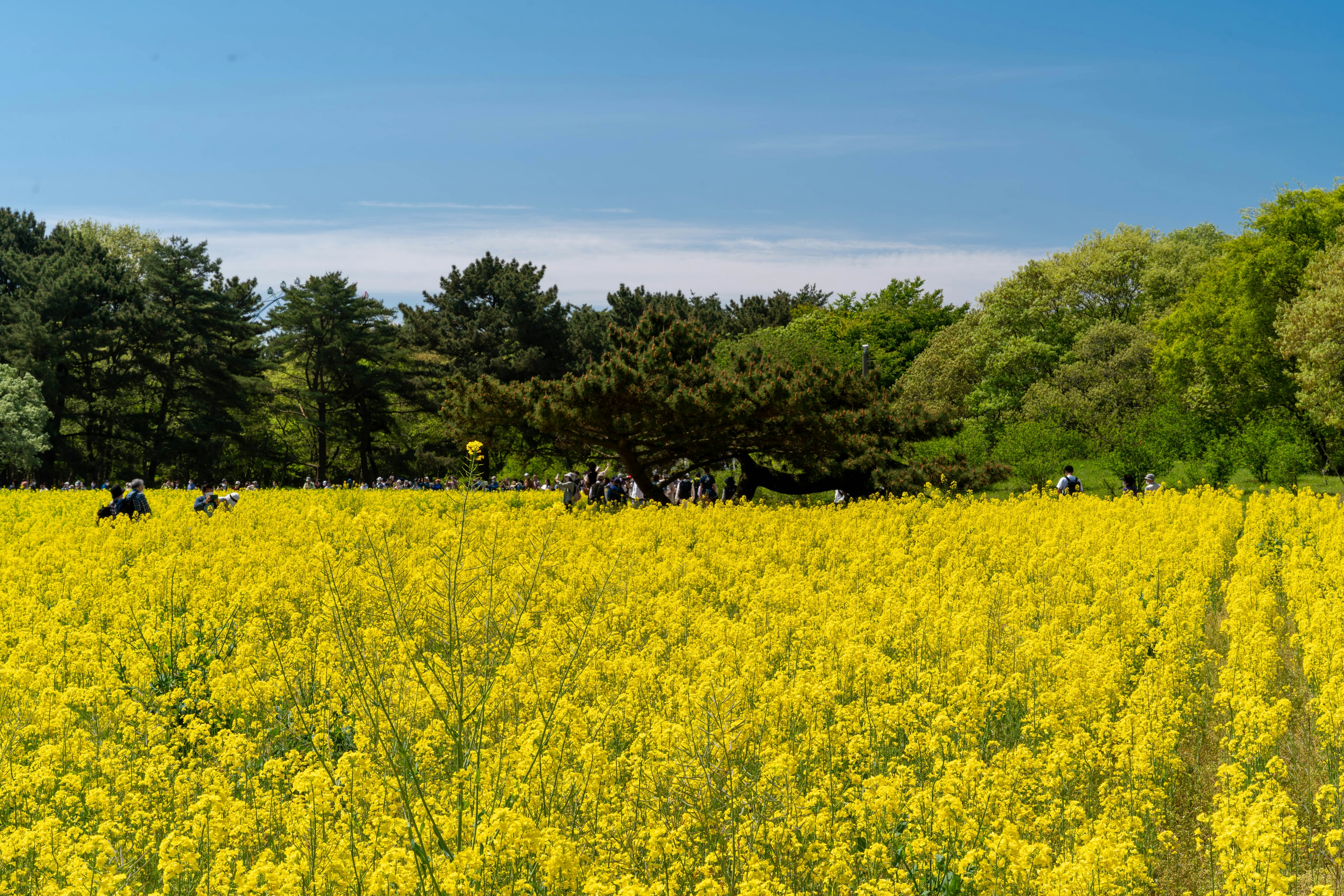 Champs de fleurs de colza jaunes vibrantes sous un ciel bleu clair